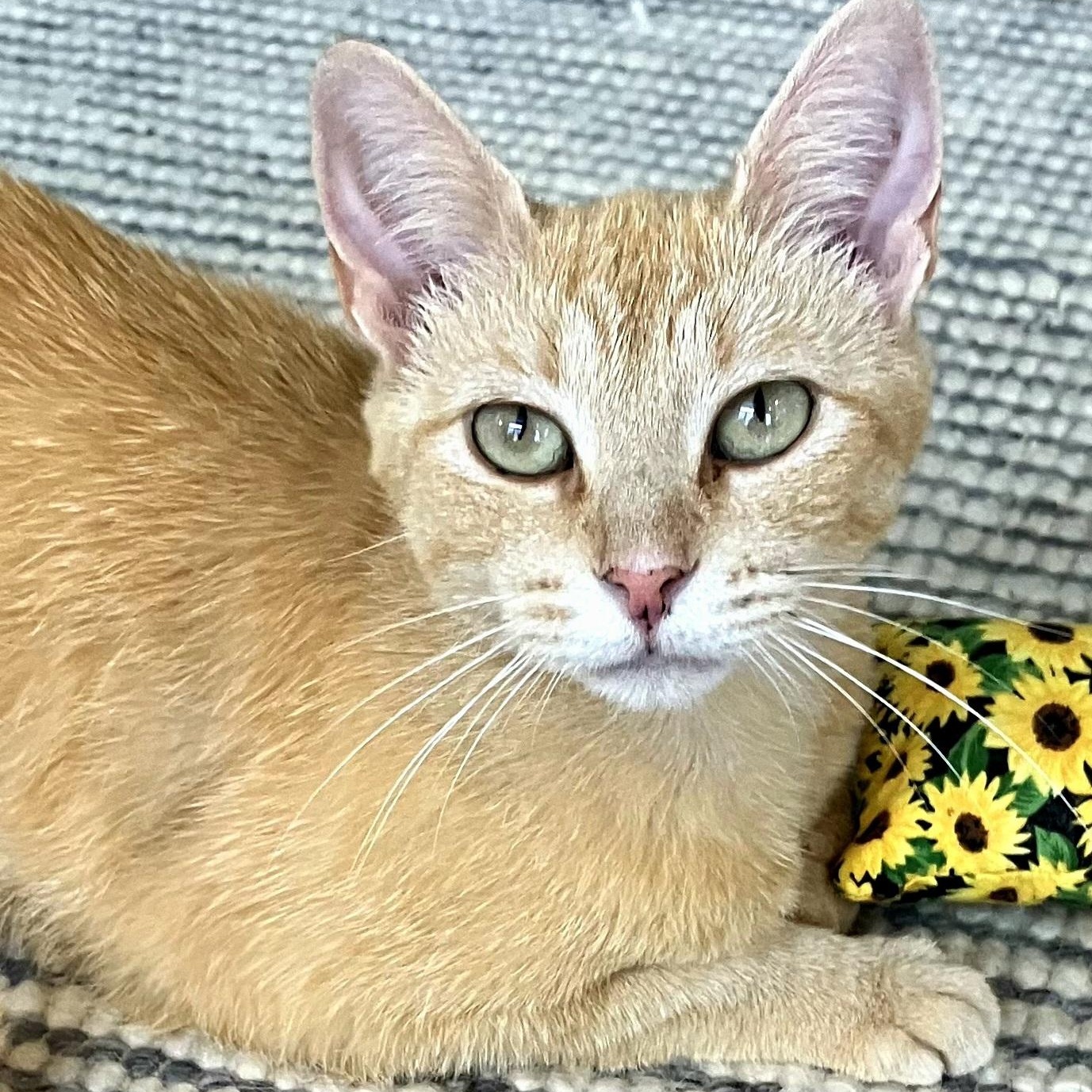 Ari, a Adoptable Domestic Short Hair in Mt Pleasant, SC image 5/6