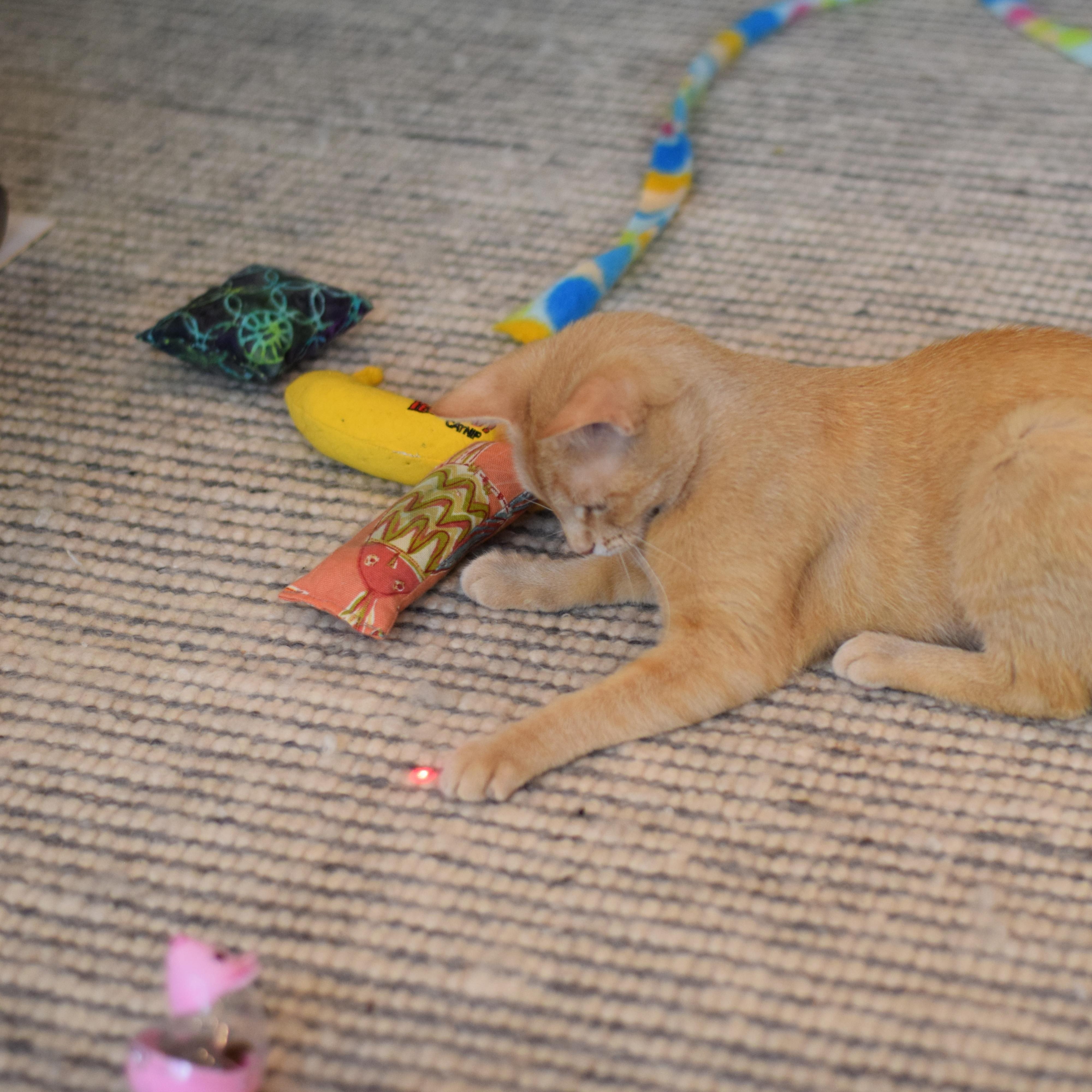 Ari, a Adoptable Domestic Short Hair in Mt Pleasant, SC image 6/6