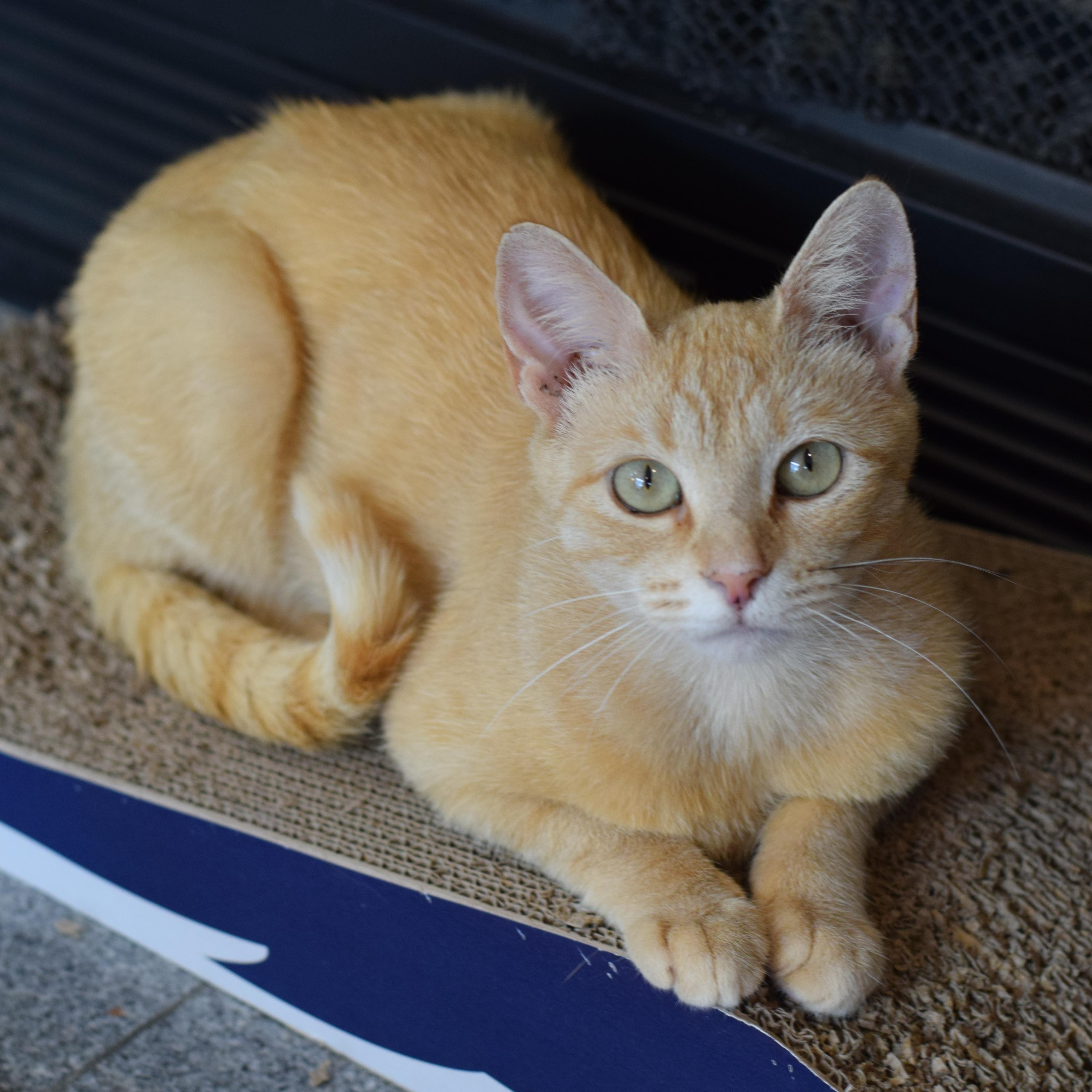 Ari, a Adoptable Domestic Short Hair in Mt Pleasant, SC image 1/6