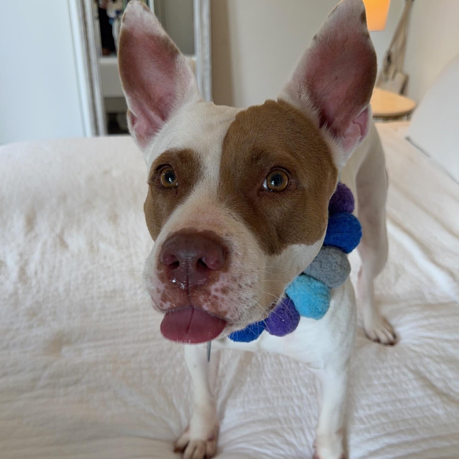 Enlarge Dulce, a Adoptable mixed breed in Framingham, , MA image 5/6