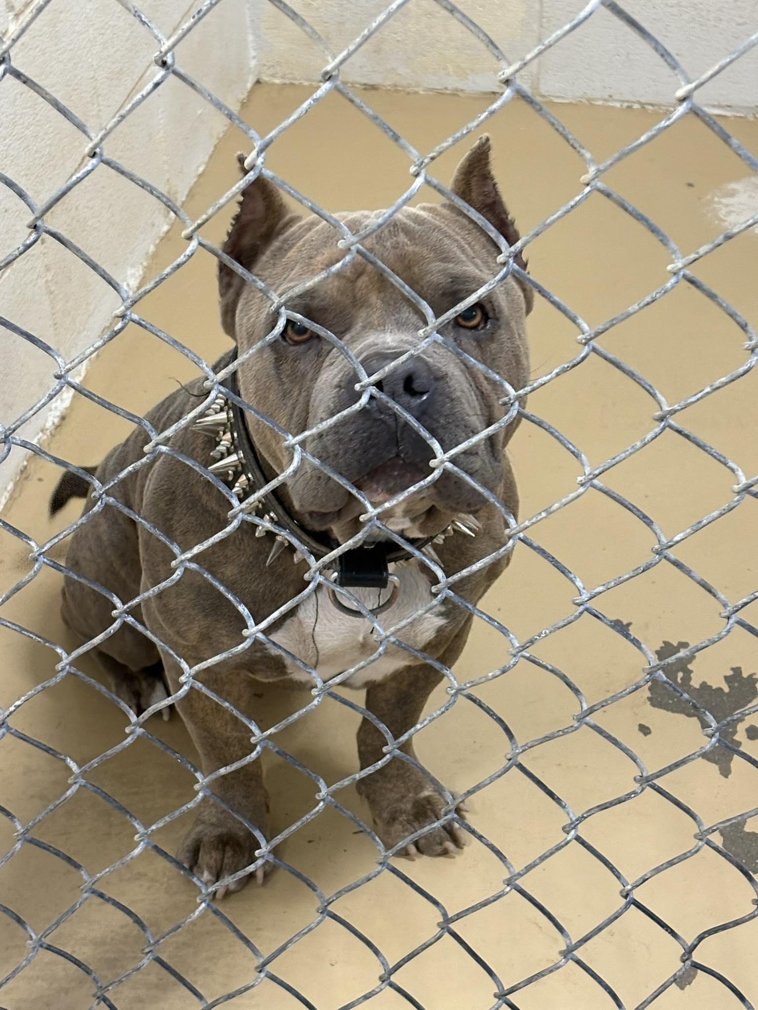 Enlarge Tyson, a Adoptable American Bully in Clyde, TX image 1/1