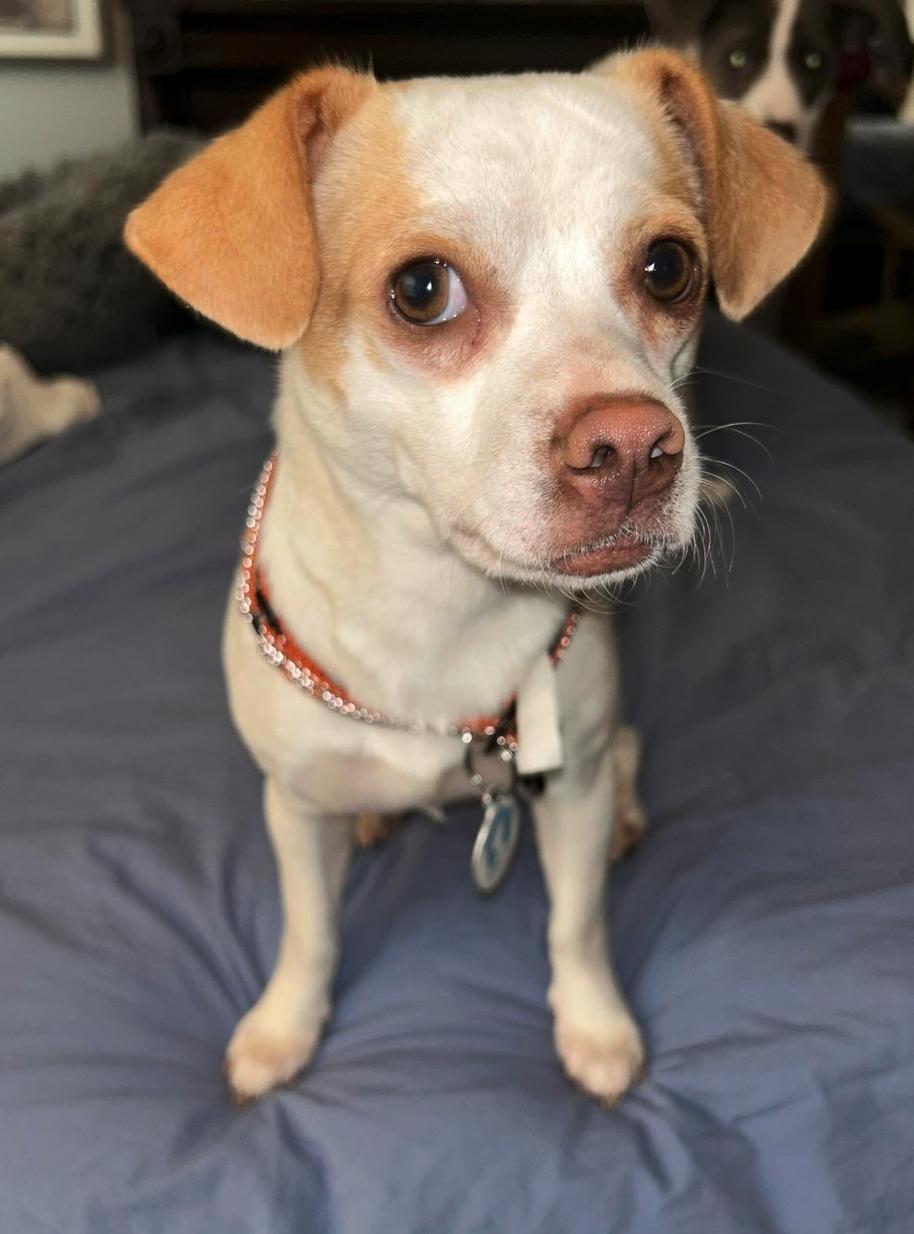 Eva, Adopted, Adult Female Chihuahua.