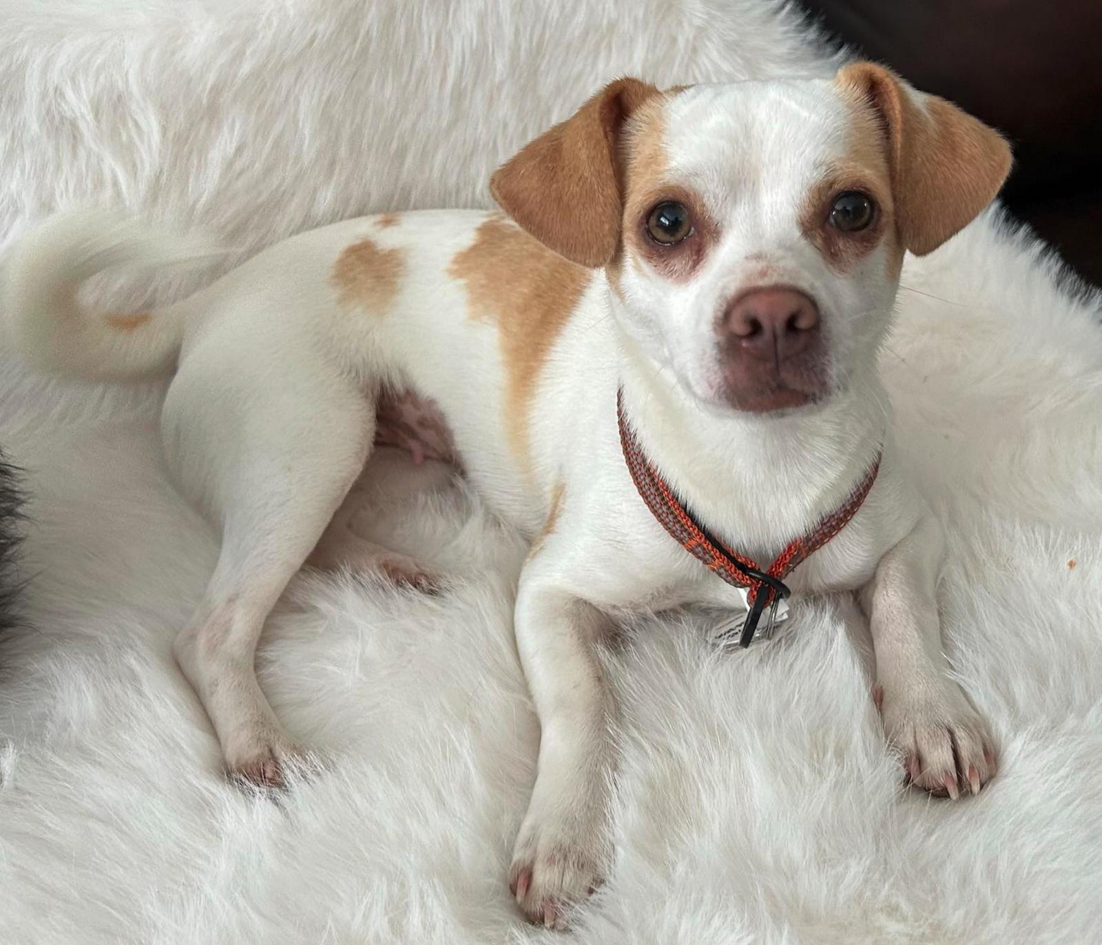 Enlarge Eva, a Adopted Chihuahua in Osteen, FL image 2/3