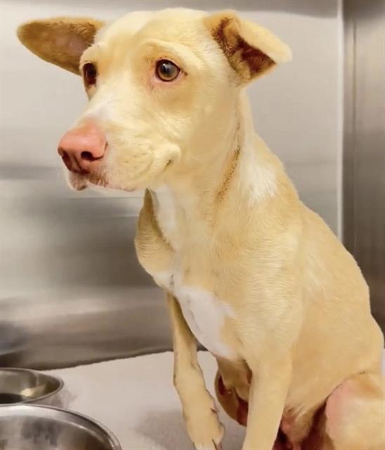 Enlarge LILLIE, a Adoptable Labrador Retriever in Houston, TX image 1/1