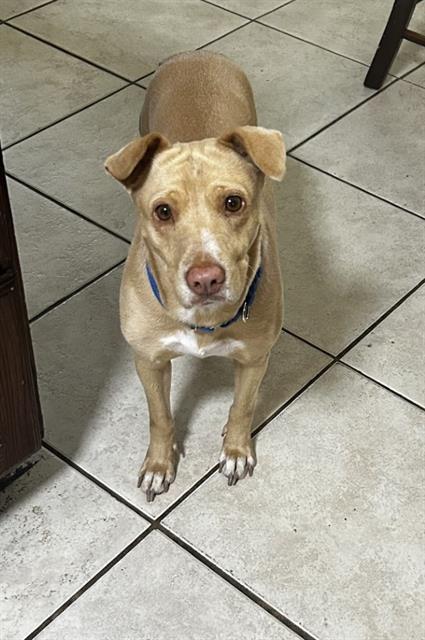 Enlarge LILLIE, a Adoptable Labrador Retriever in Houston, TX image 1/1