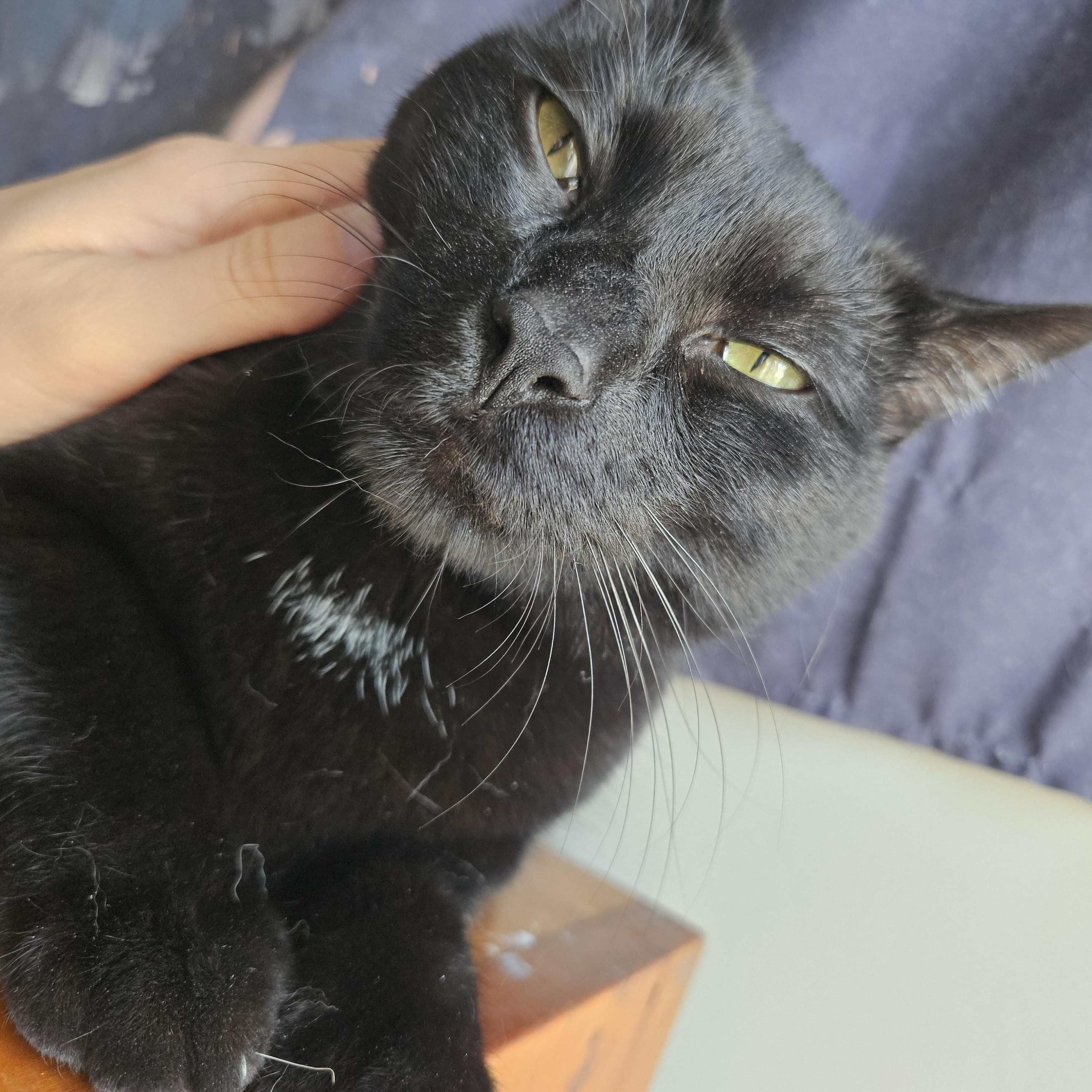 Mazzy (with the cool tail), a ADOPTABLE Domestic Short Hair in Wilmington, NC image 4/6