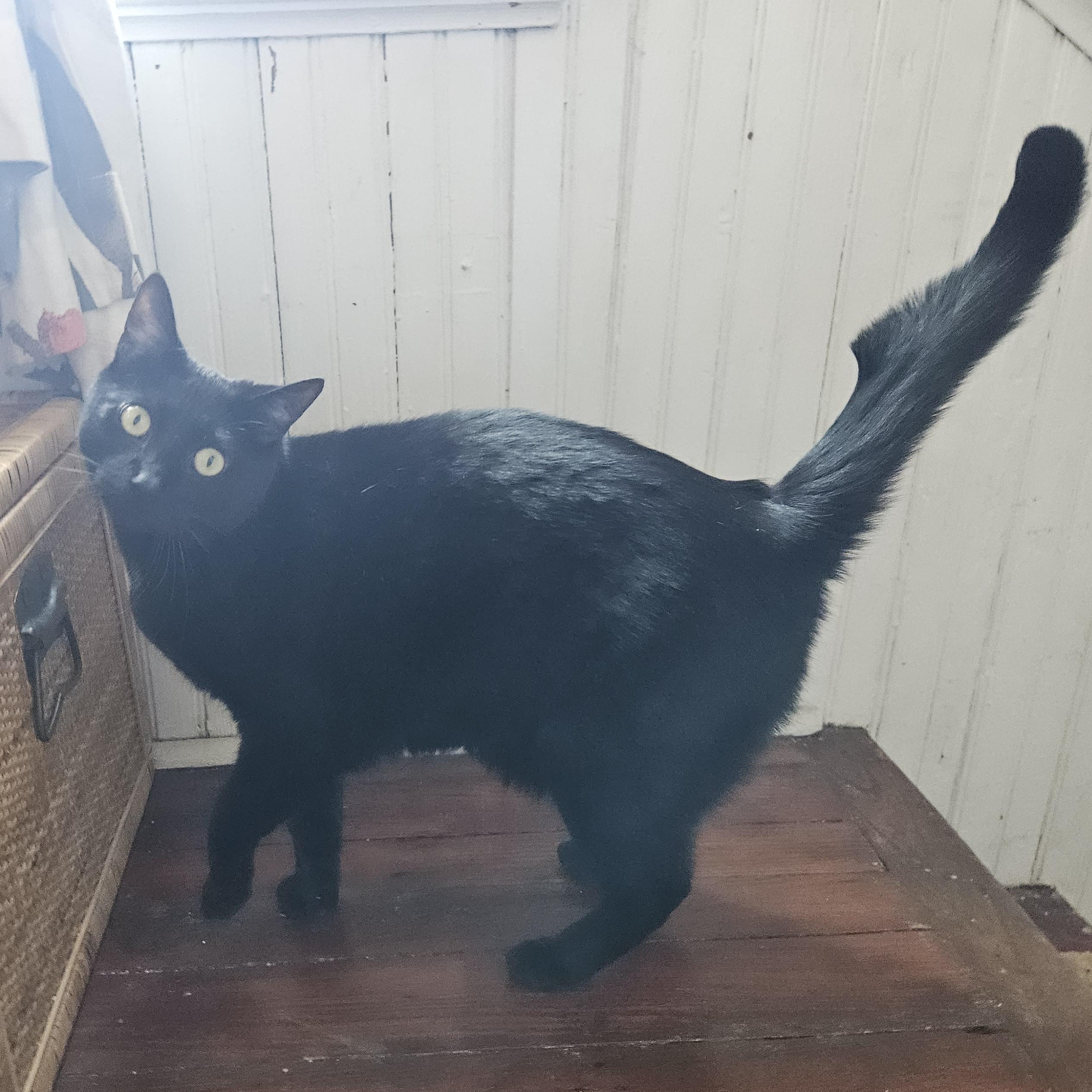 Mazzy (with the cool tail), a ADOPTABLE Domestic Short Hair in Wilmington, NC image 1/6