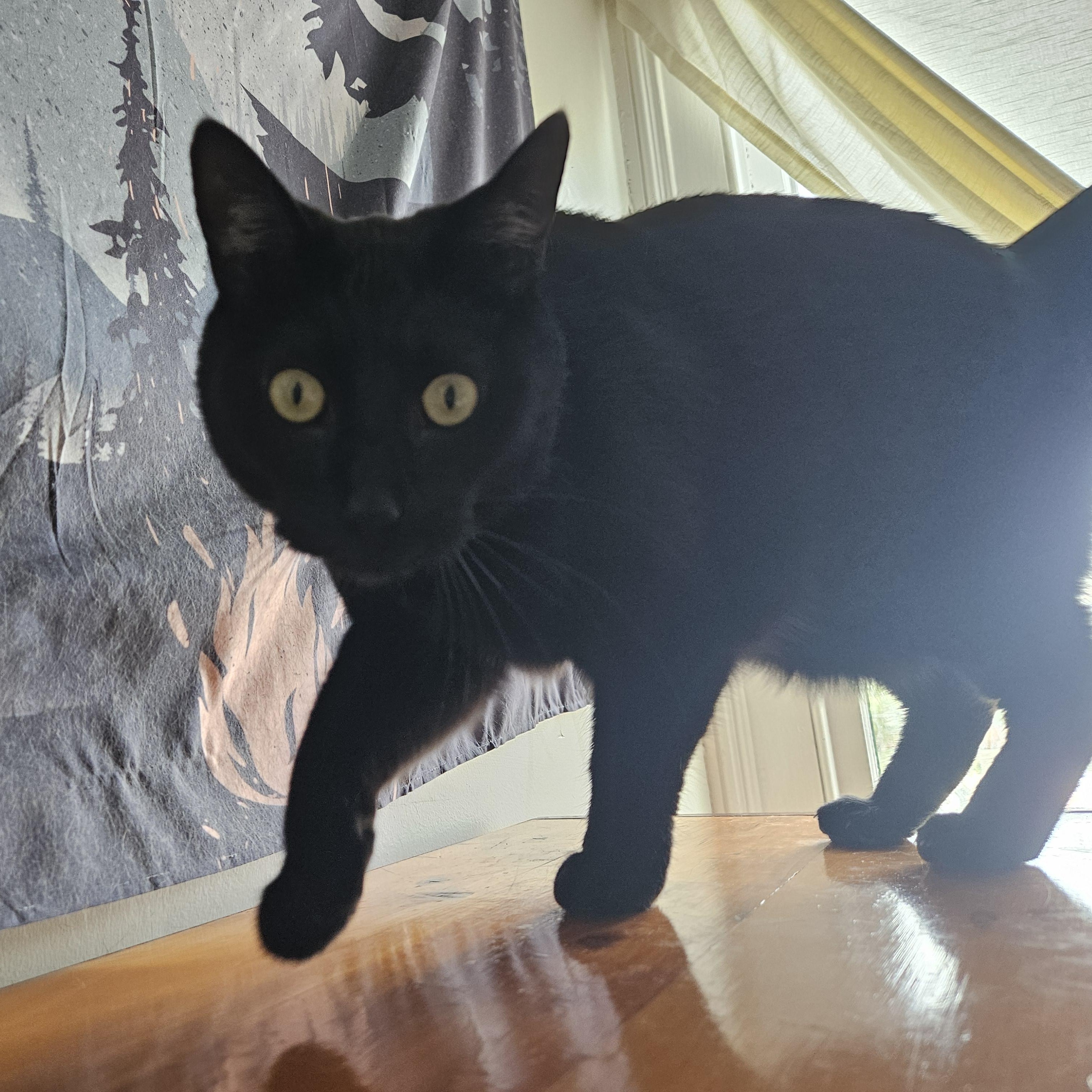 Mazzy (with the cool tail), a ADOPTABLE Domestic Short Hair in Wilmington, NC image 5/6