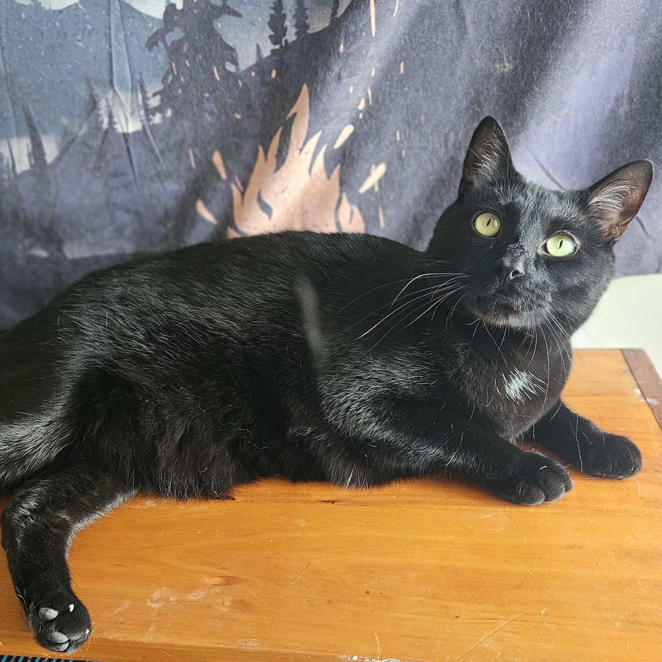 Mazzy (with the cool tail), a ADOPTABLE Domestic Short Hair in Wilmington, NC image 2/6