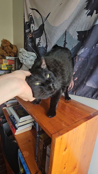 Enlarge Mazzy (with the cool tail), a ADOPTABLE Domestic Short Hair in Wilmington, NC video 6/6