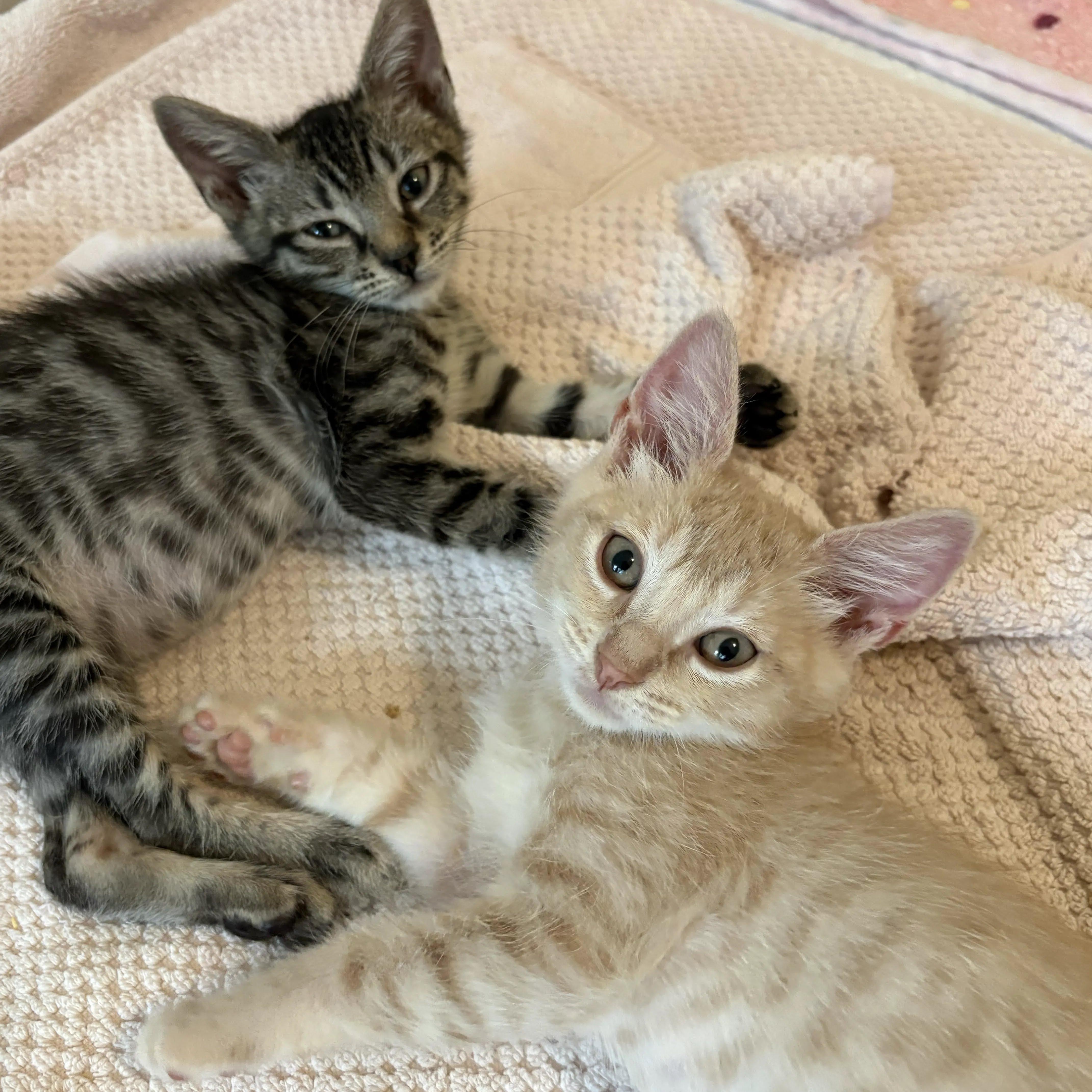 Enlarge Applesauce, a Adoptable Tabby in Montclair, NJ image 5/5