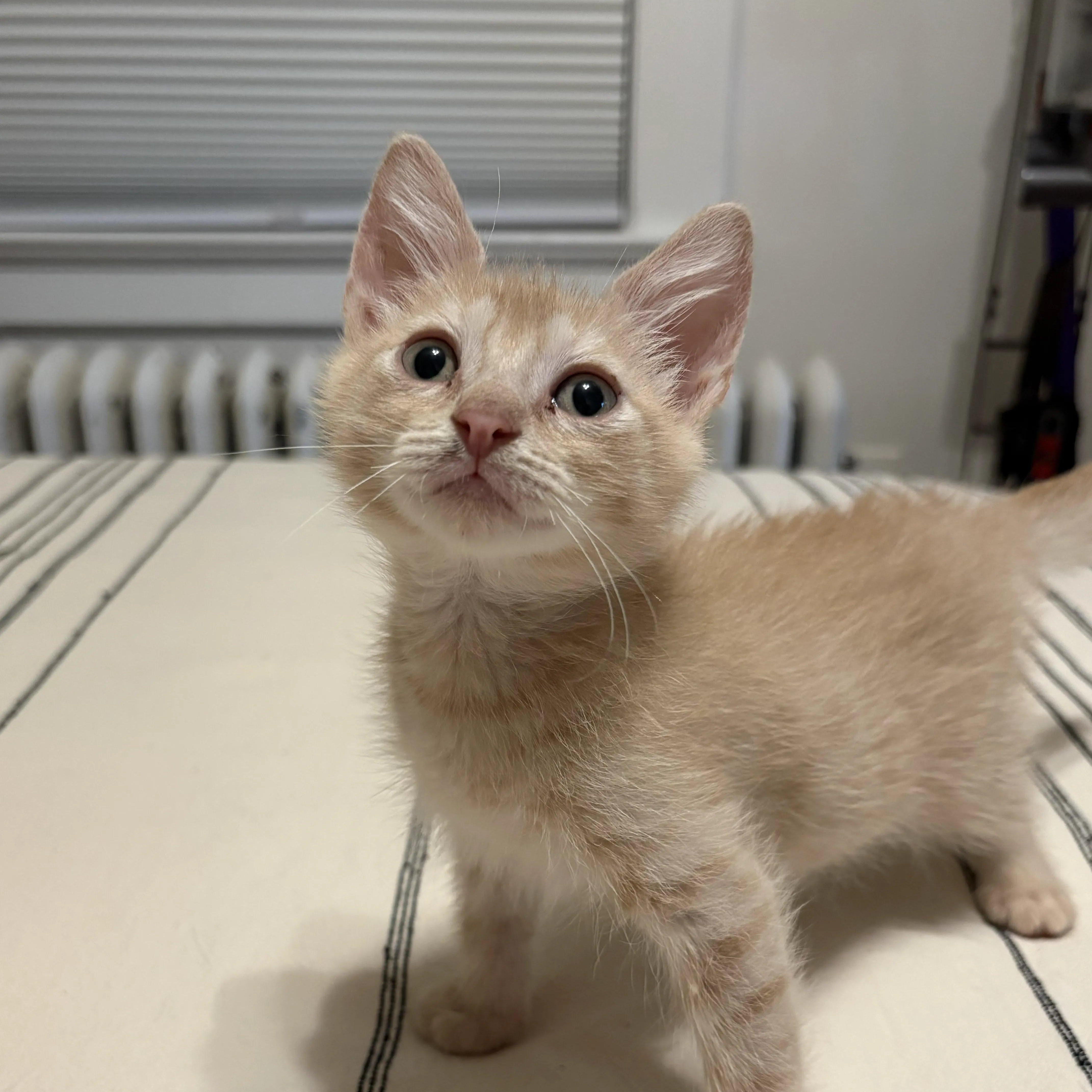 Enlarge Applesauce, a Adoptable Tabby in Montclair, NJ image 4/5