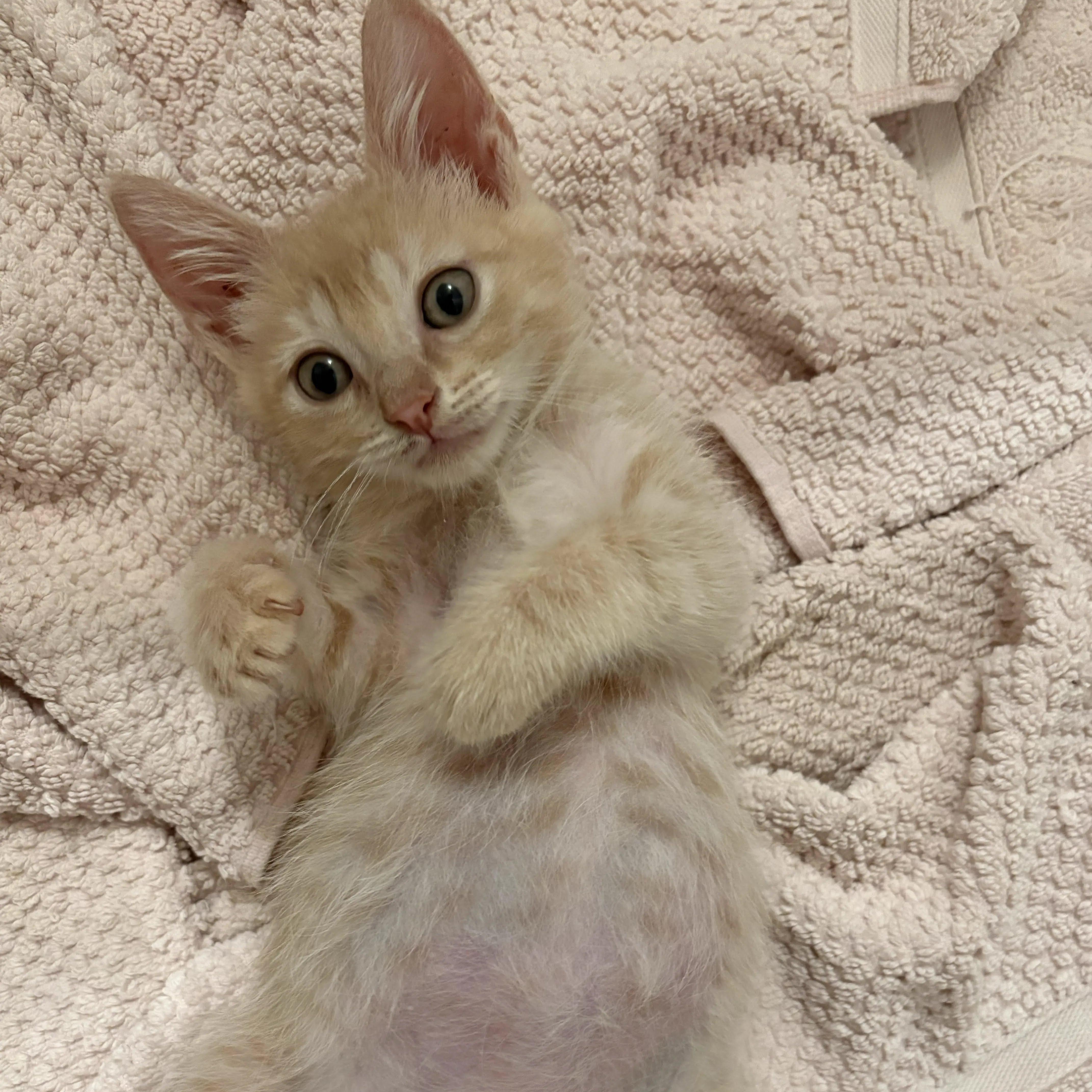 Enlarge Applesauce, a Adoptable Tabby in Montclair, NJ image 2/5