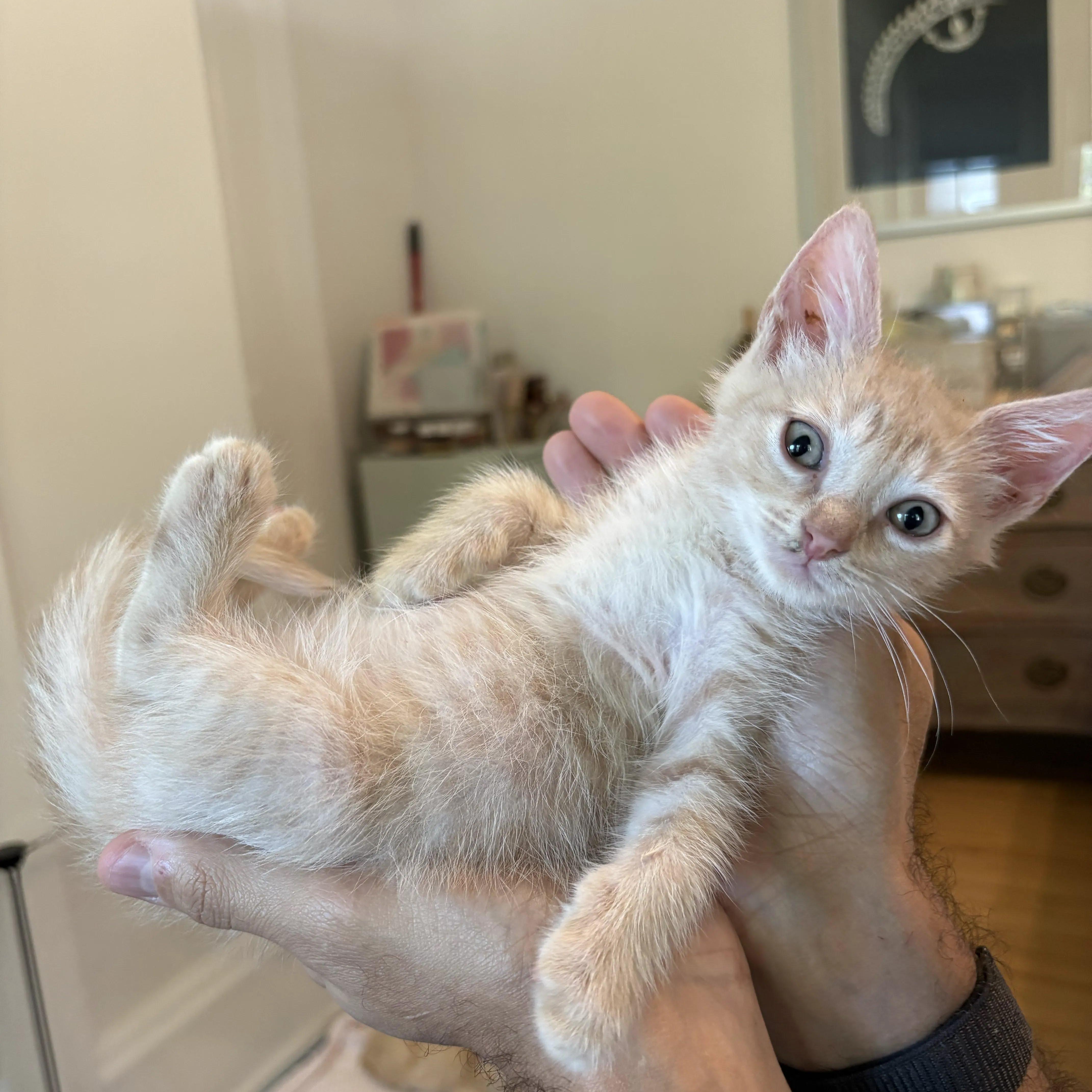 Enlarge Applesauce, a Adoptable Tabby in Montclair, NJ image 3/5