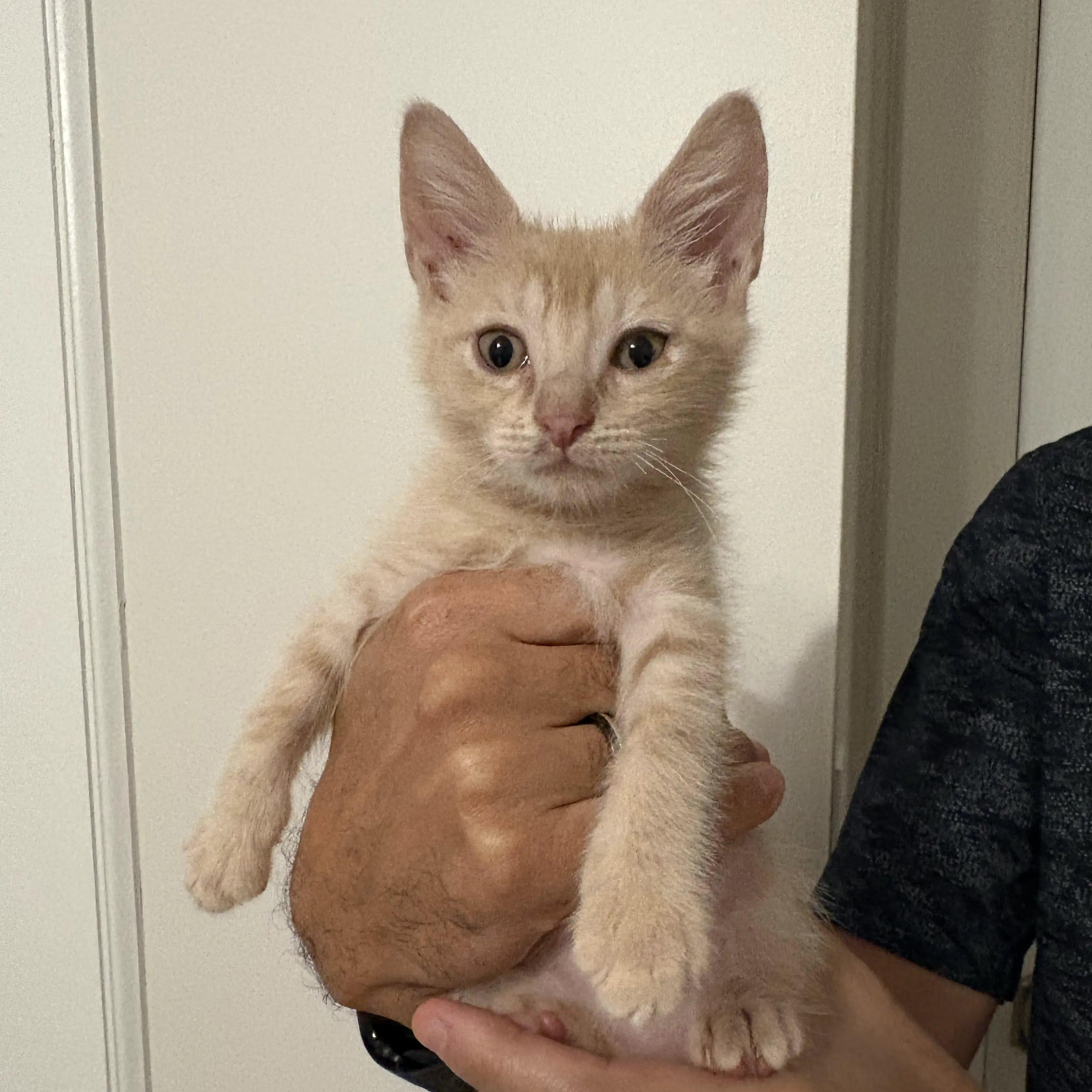 Applesauce, Adoptable, Kitten Male Tabby.