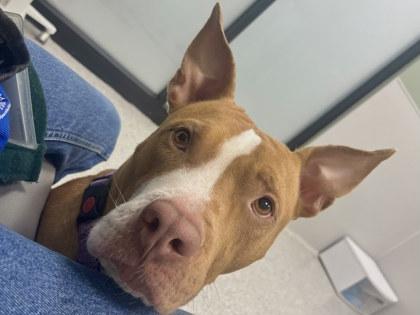 Labubu, a Adoptable mixed breed in Twinsburg, OH image 1/3