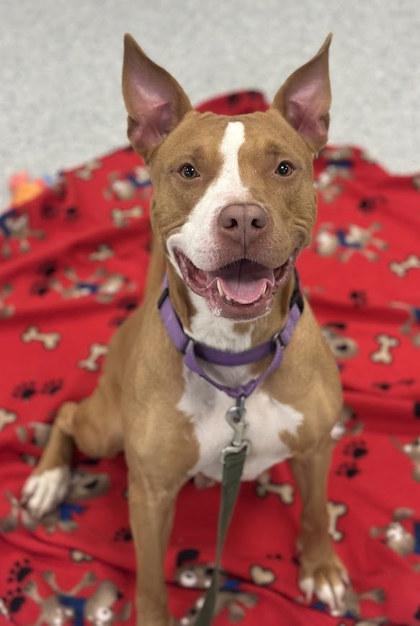 Labubu, a Adoptable mixed breed in Twinsburg, OH image 2/3