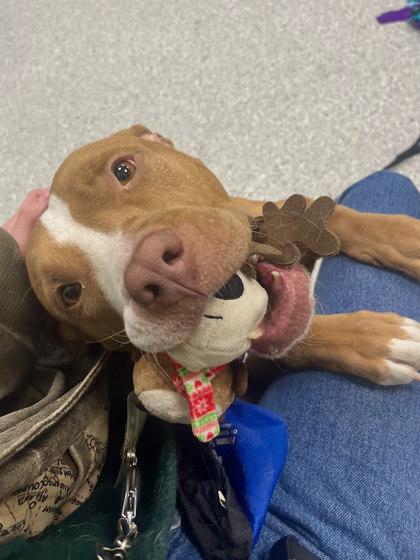 Labubu, a Adoptable mixed breed in Twinsburg, OH image 3/3