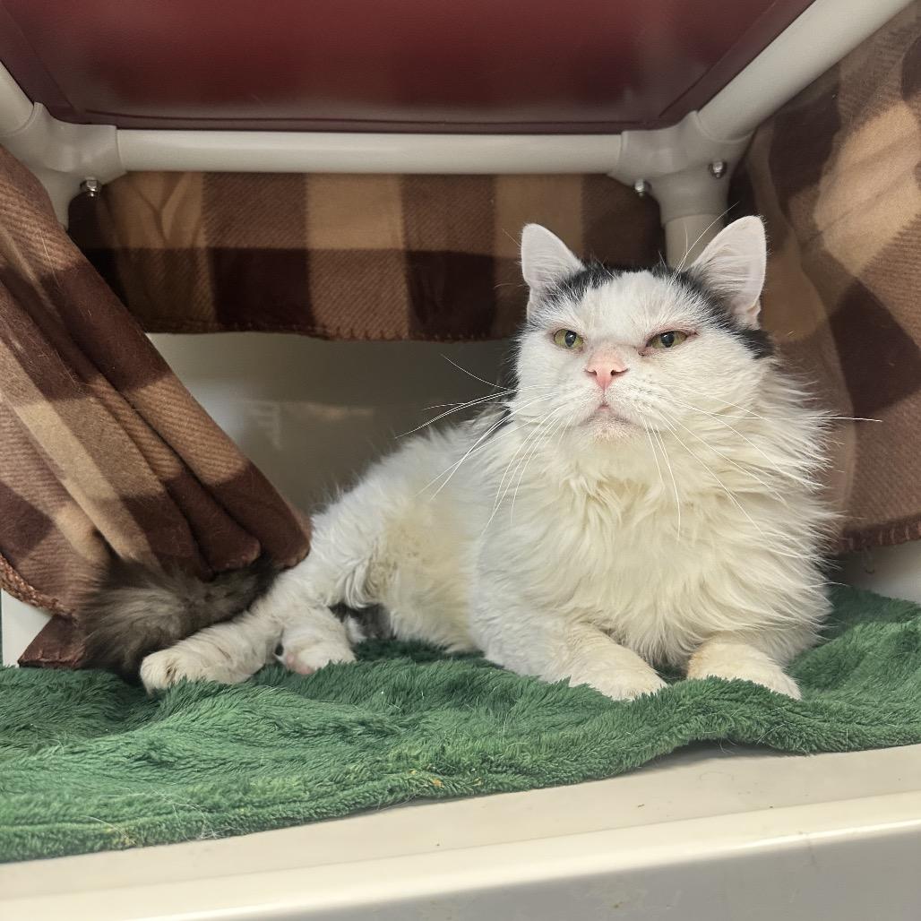 Enlarge ButterBall, a Adoptable Domestic Long Hair in Watertown, NY image 1/5
