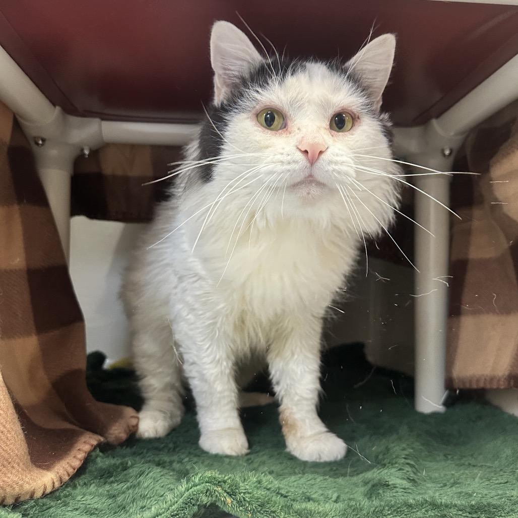 Enlarge ButterBall, a Adoptable Domestic Long Hair in Watertown, NY image 2/5