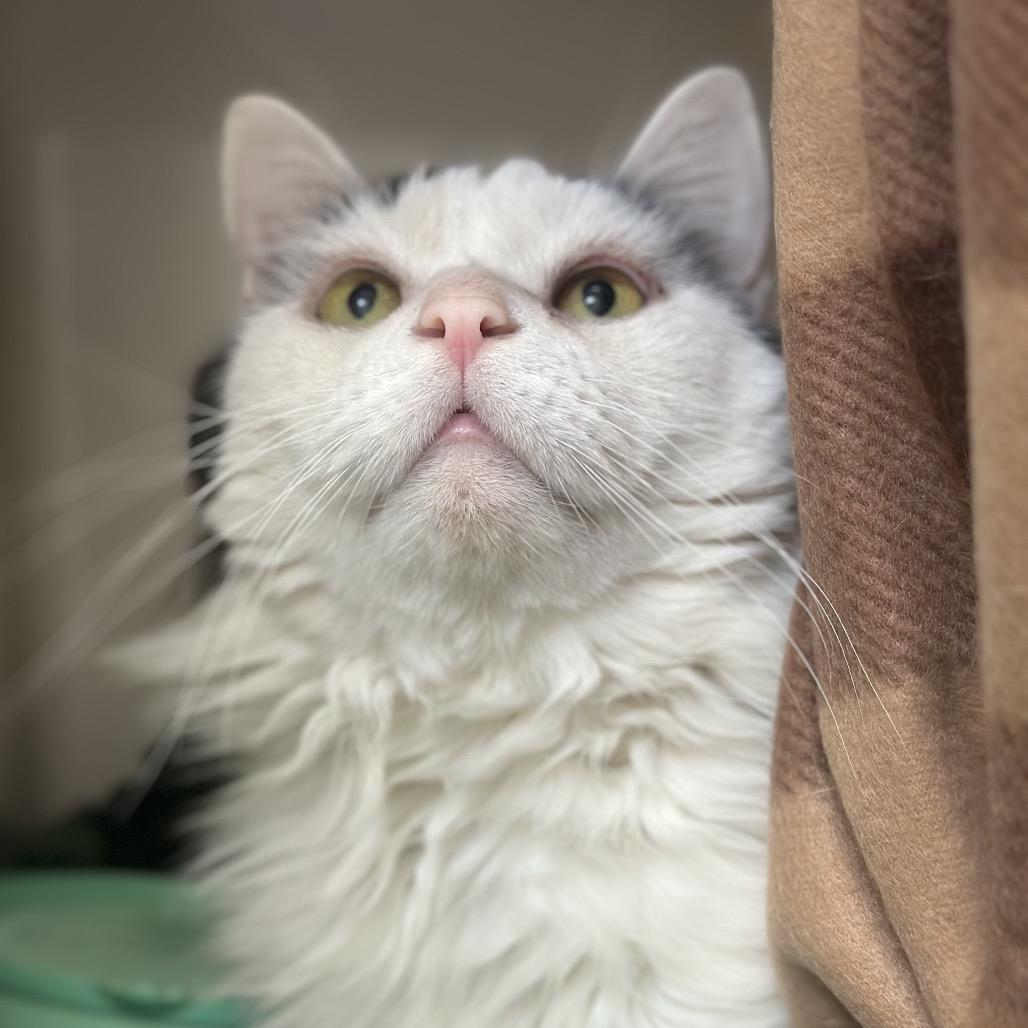 Enlarge ButterBall, a Adoptable Domestic Long Hair in Watertown, NY image 3/5
