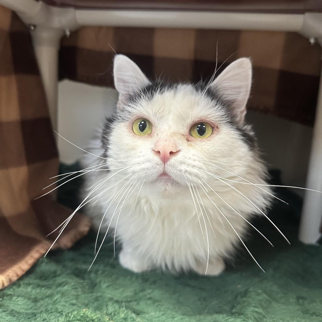 Enlarge ButterBall, a Adoptable Domestic Long Hair in Watertown, NY image 4/5