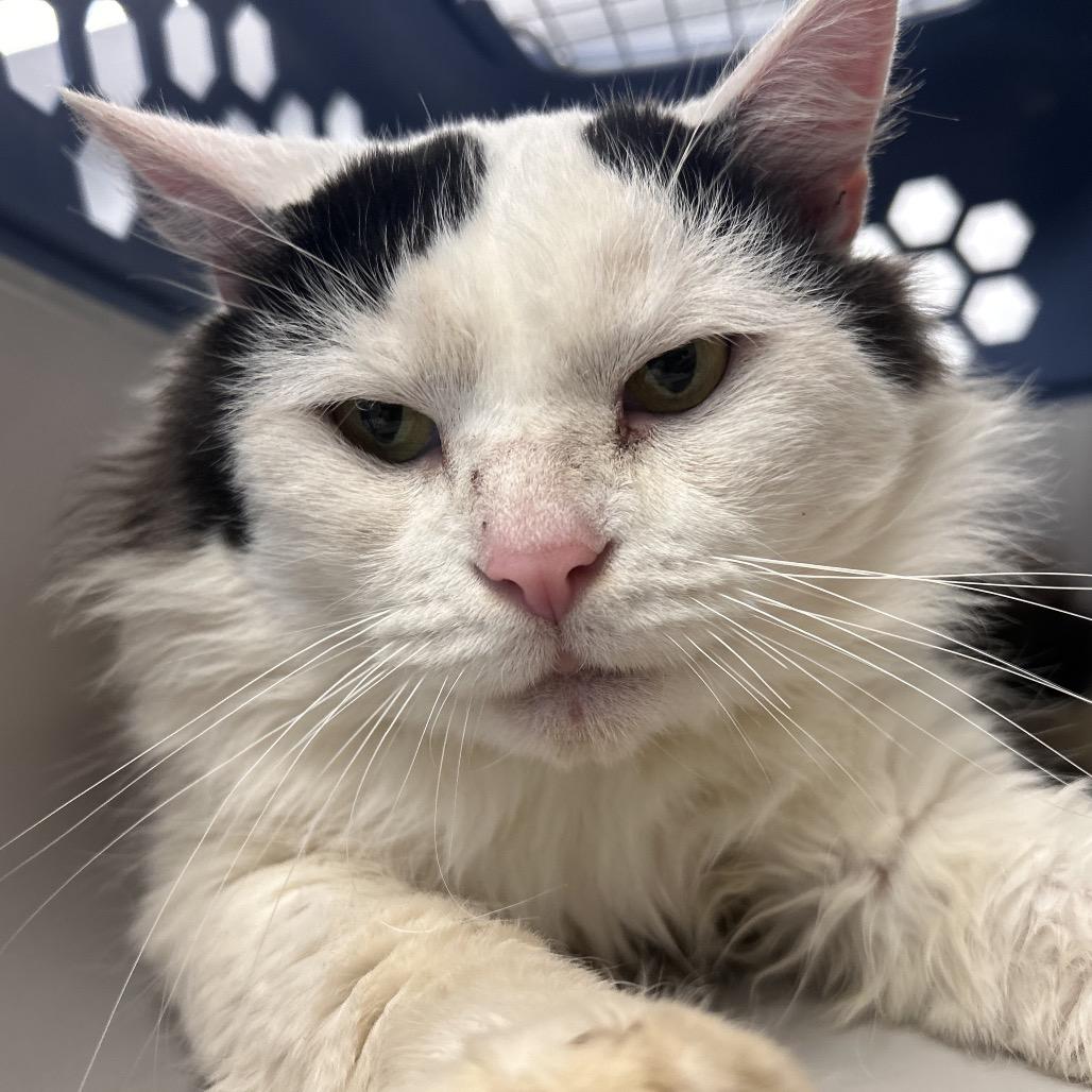 Enlarge ButterBall, a Adoptable Domestic Long Hair in Watertown, NY image 5/5