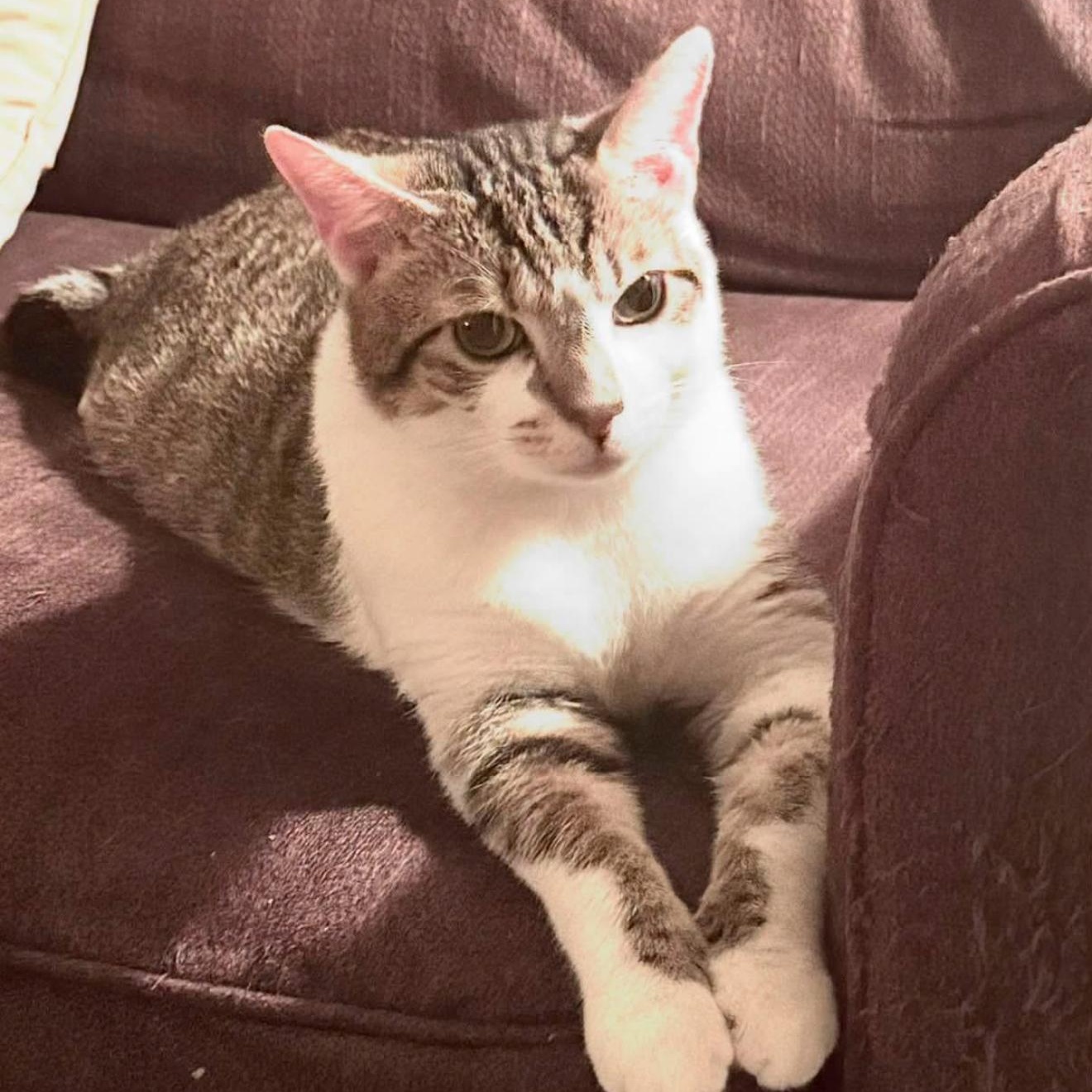 Herbie, Adoptable, Adult Male Domestic Short Hair.