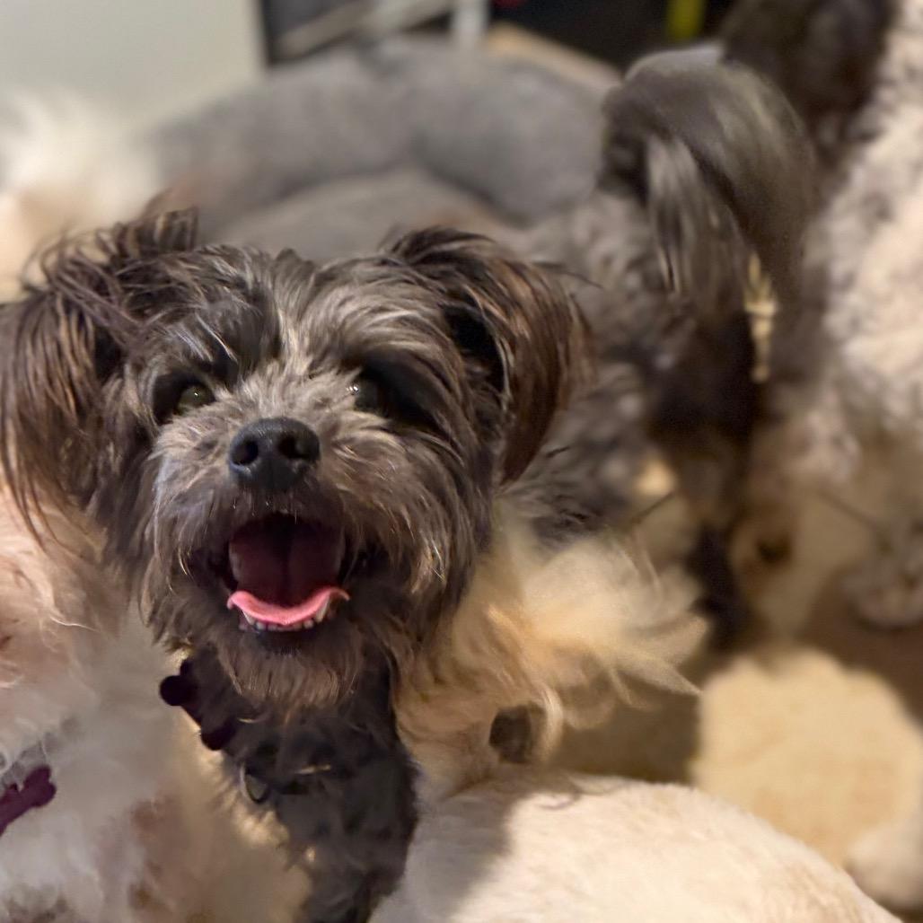 Miles, Adoptable, Adult Male Yorkshire Terrier & Miniature Poodle.