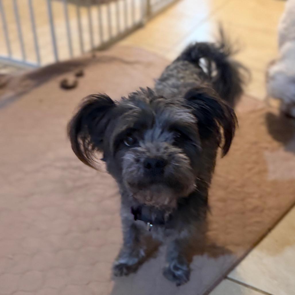 Enlarge Miles, a Adoptable mixed breed in Phoenix, AZ image 4/4