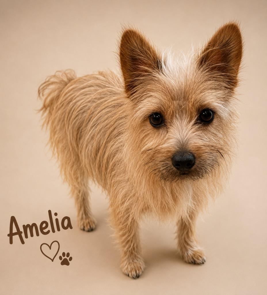 Enlarge AMELIA, a Adopted mixed breed in Crossville, TN image 1/1