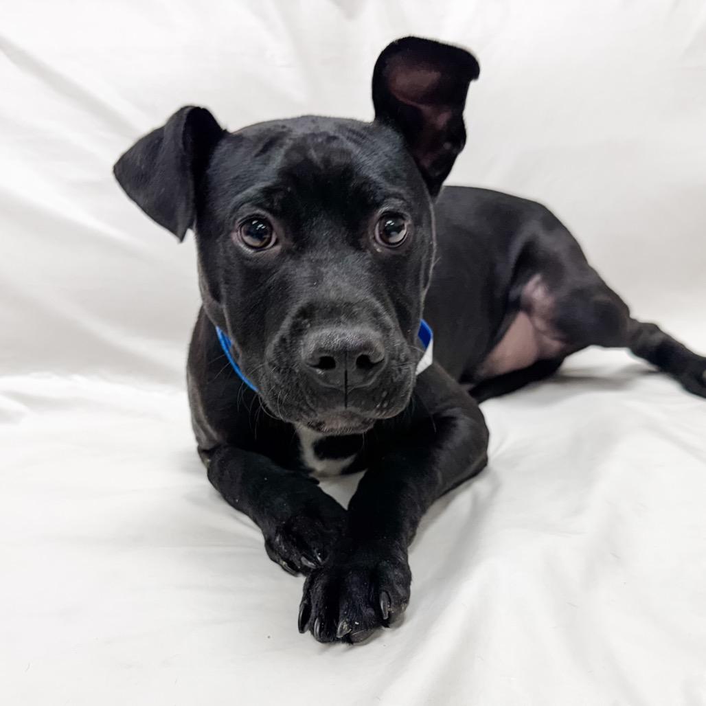 259 (2026) Jelly Bean, Adoptable, Puppy Male Pit Bull Terrier.