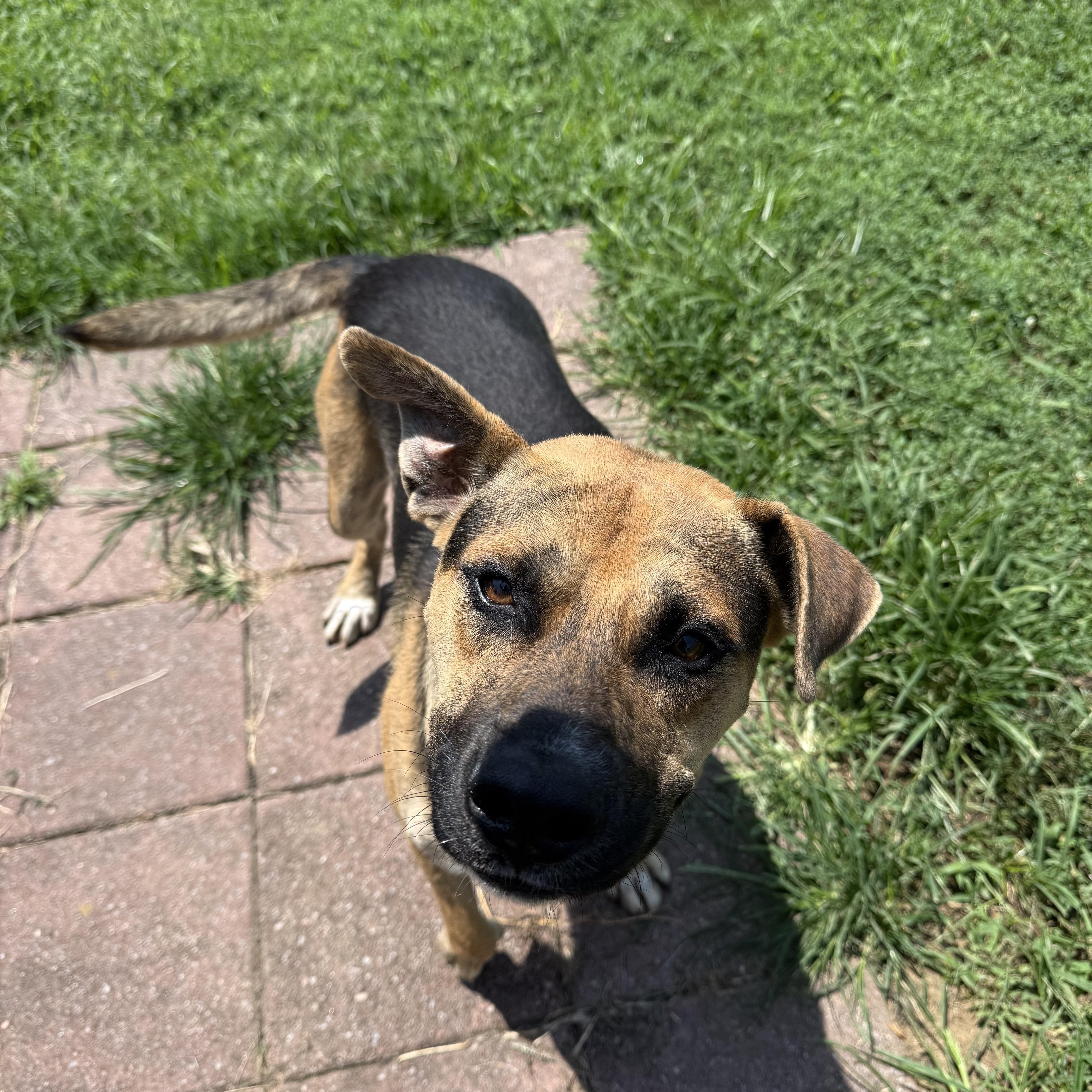 Holt, ADOPTABLE, Young Male Mixed Breed.