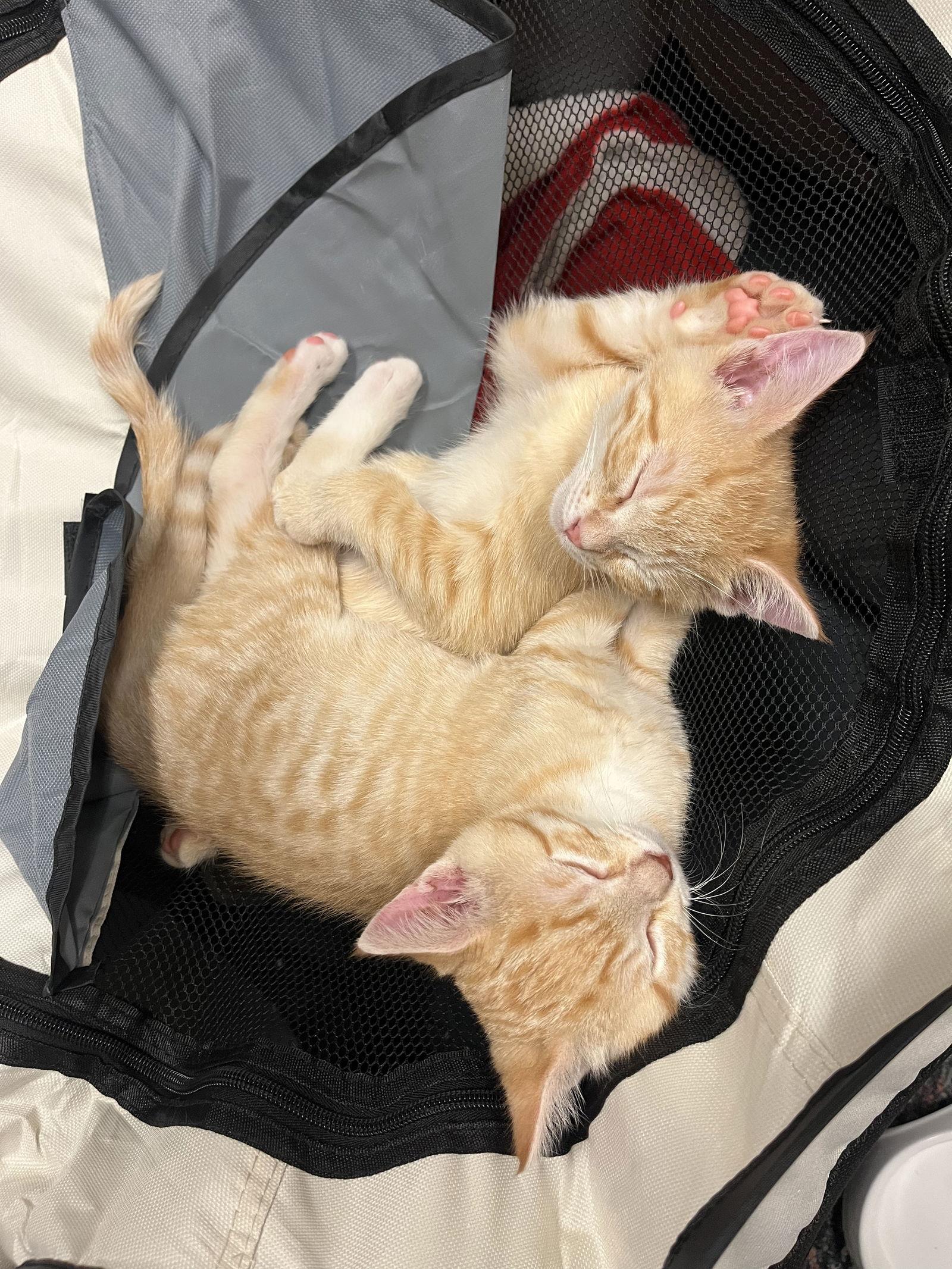 Bear, Adopted, Young Male Domestic Short Hair.