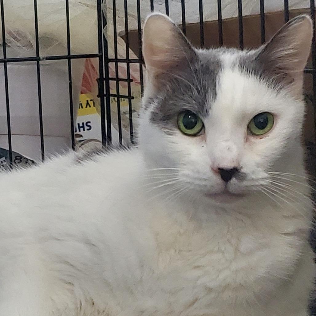 Toby — thumbnail 3