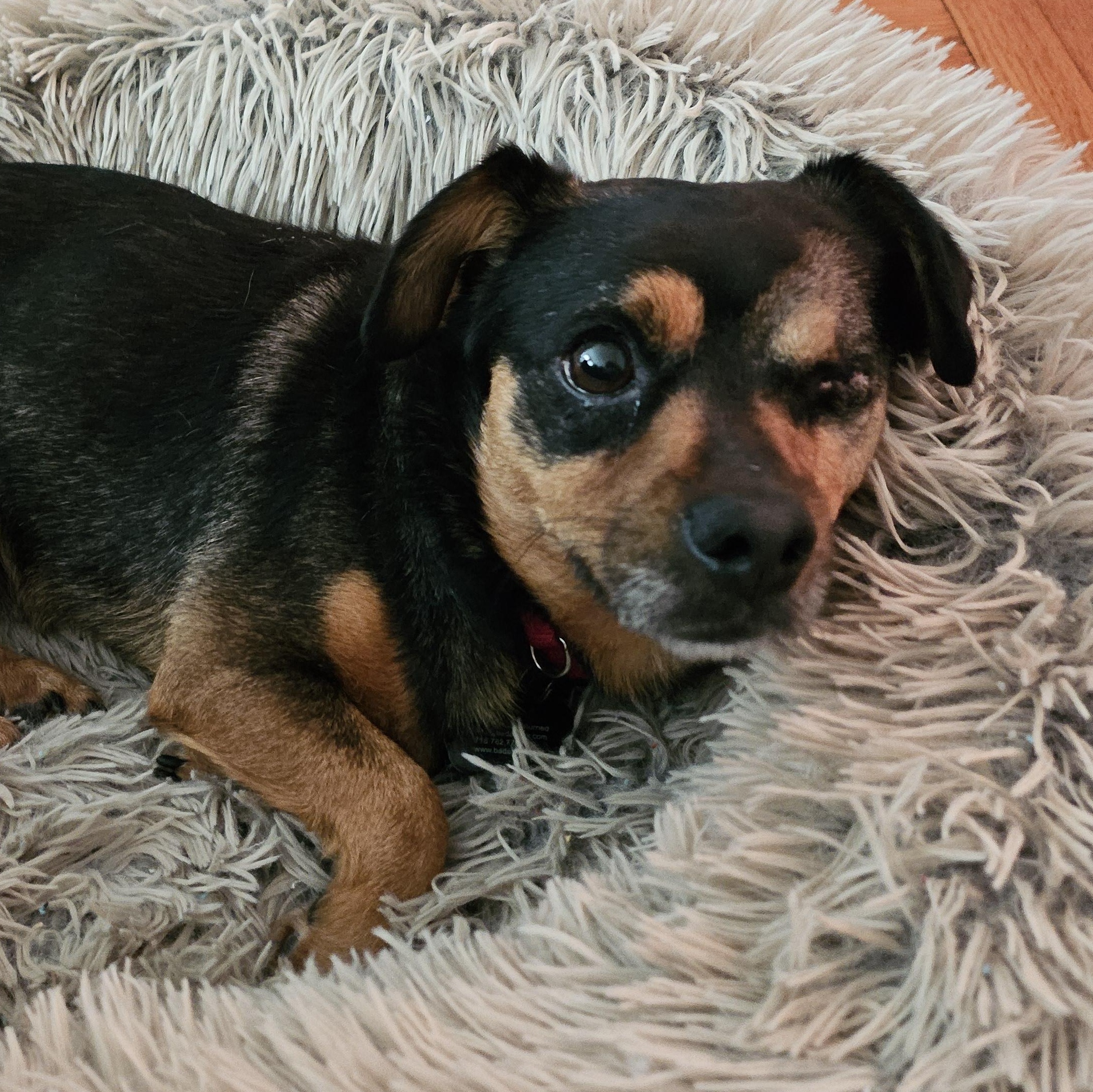 Pedro Pascal, ADOPTABLE, Adult Male Mixed Breed.