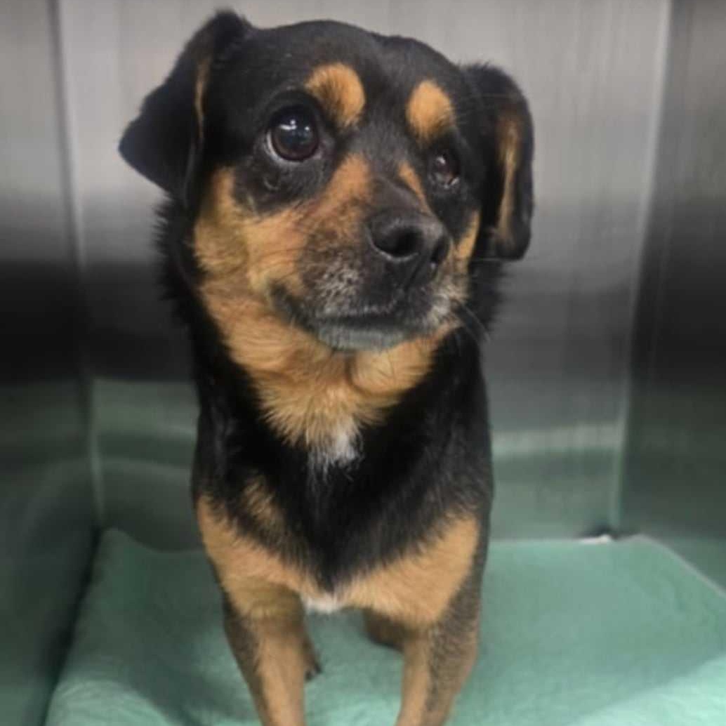 Pedro Pascal, ADOPTABLE, Adult Male Mixed Breed.