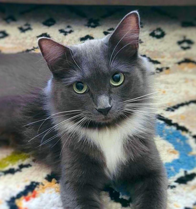 Molly, Adult Female unknown