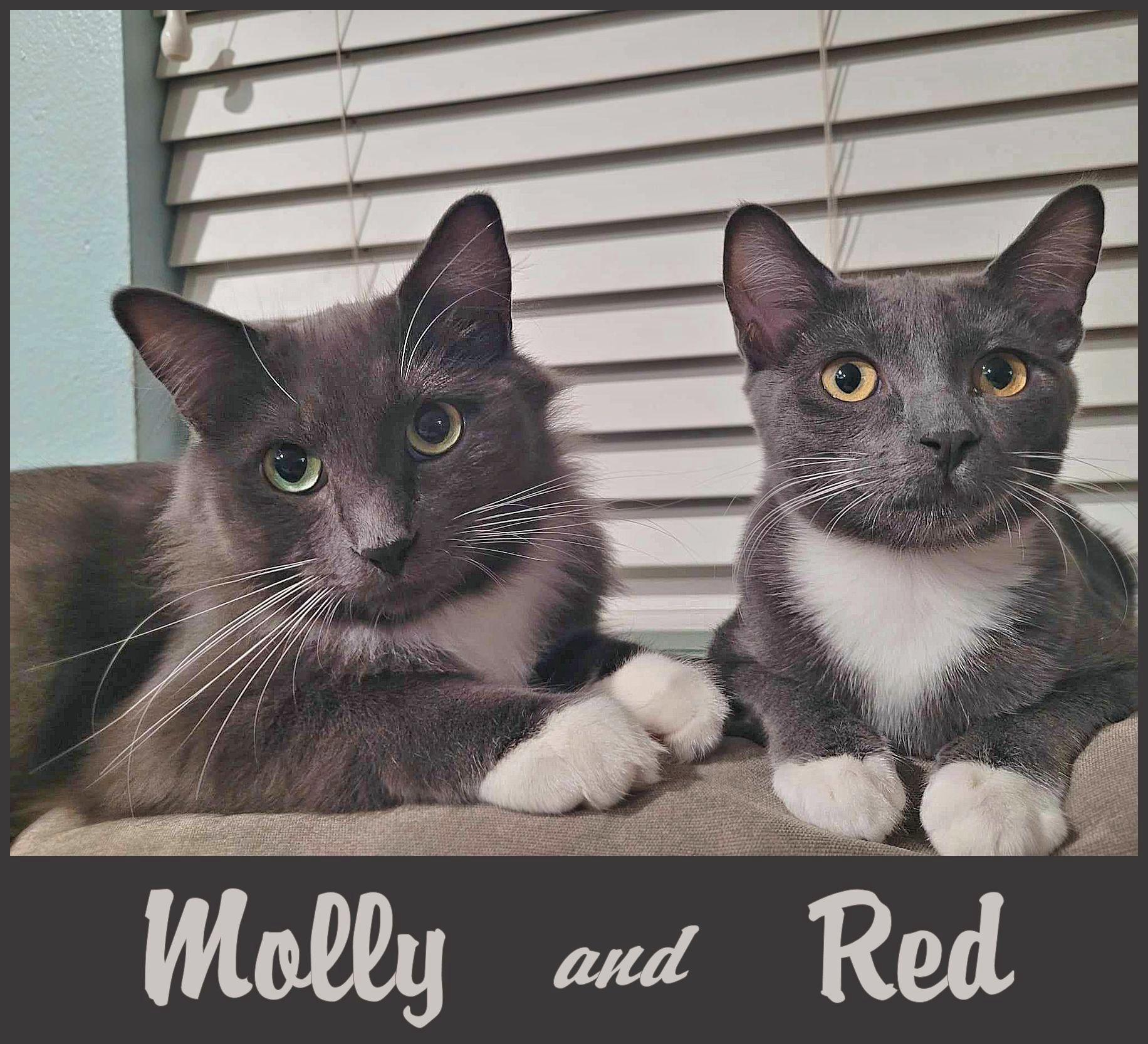 Molly photo 3
