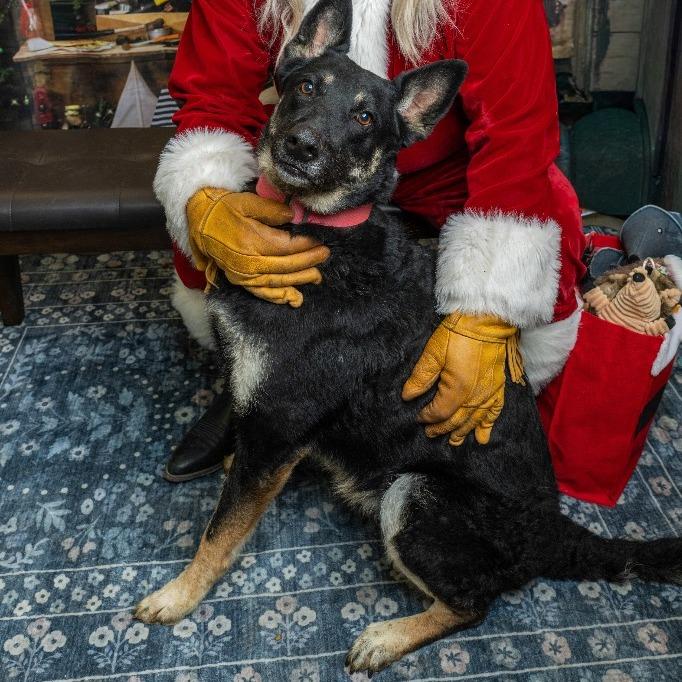 Delilah, a Adoptable German Shepherd Dog in Cheyenne, WY image 1/5