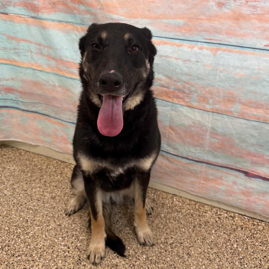 Delilah, a Adoptable German Shepherd Dog in Cheyenne, WY image 2/5