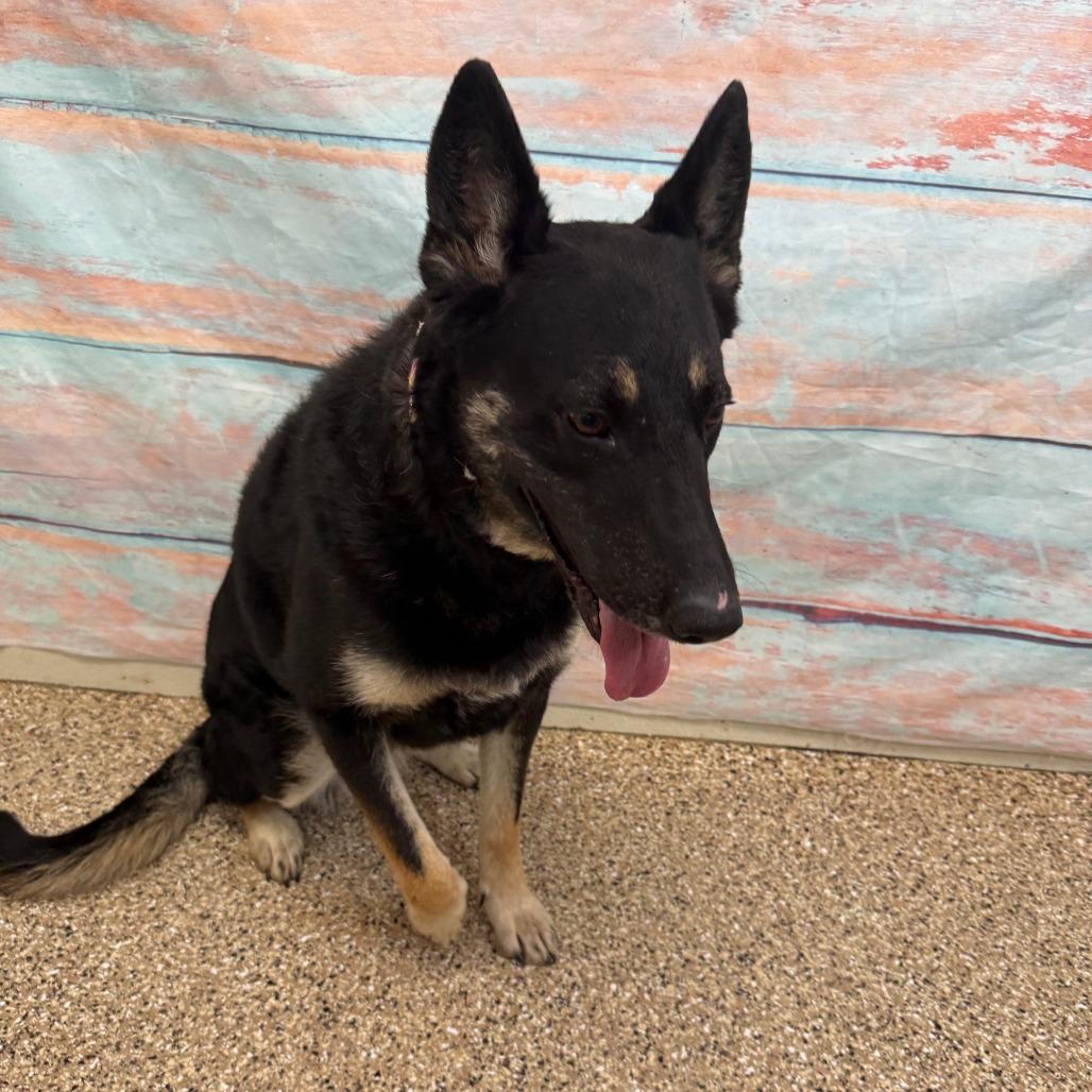 Delilah, a Adoptable German Shepherd Dog in Cheyenne, WY image 3/5