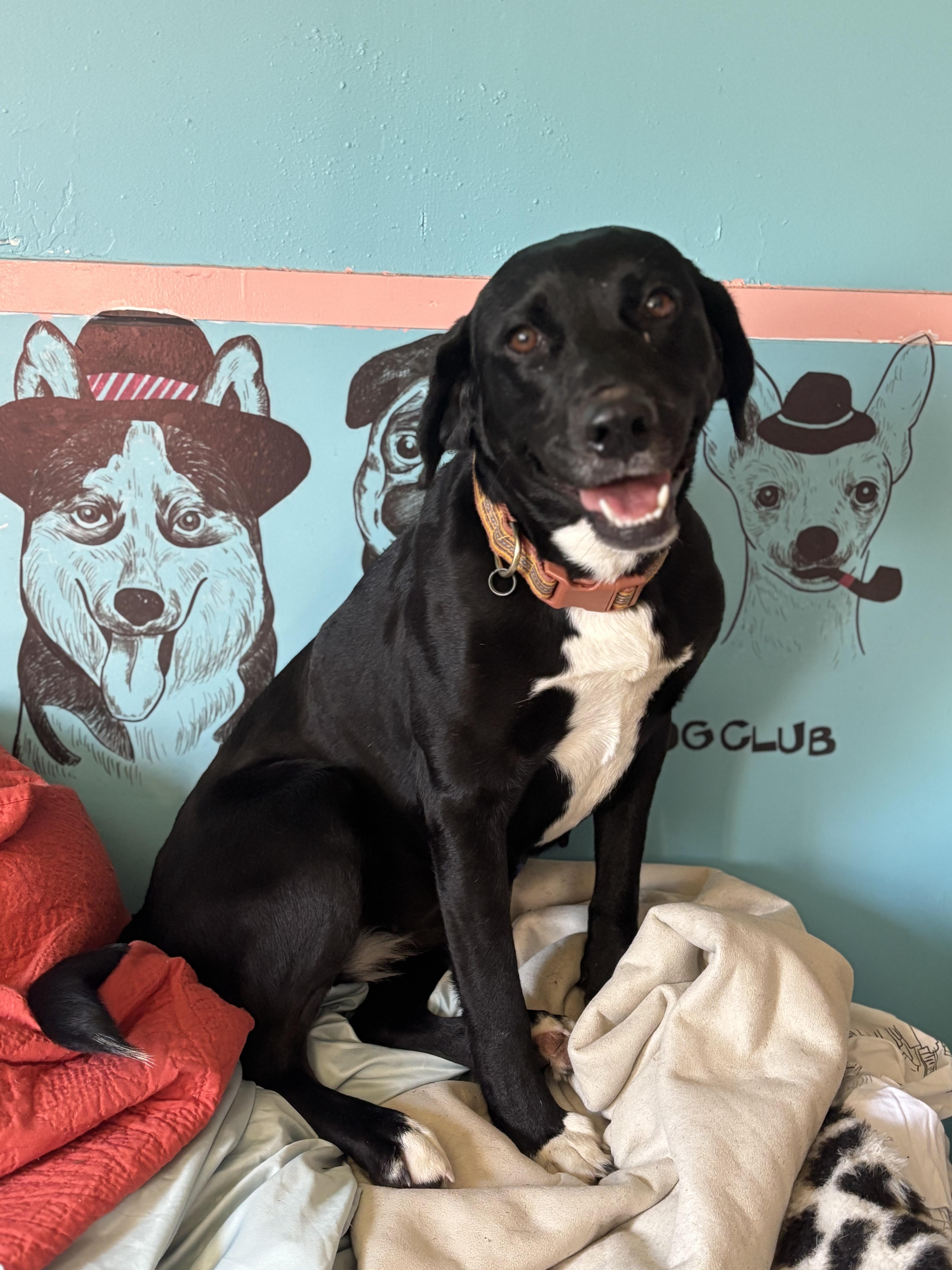 Enlarge Minnie , an adopted mixed breed in Arcadia, FL image 1/3