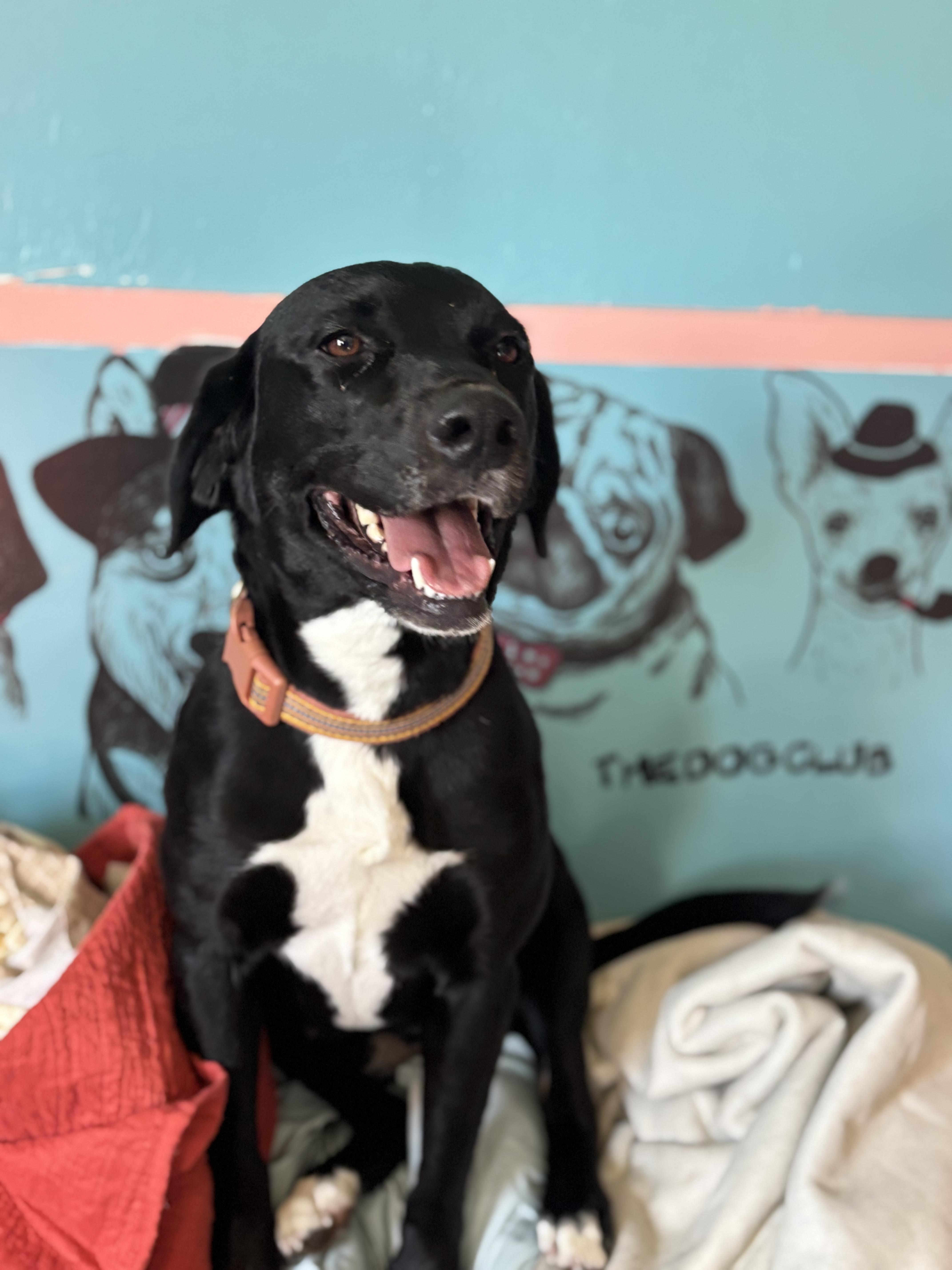 Enlarge Minnie , an adopted mixed breed in Arcadia, FL image 2/3