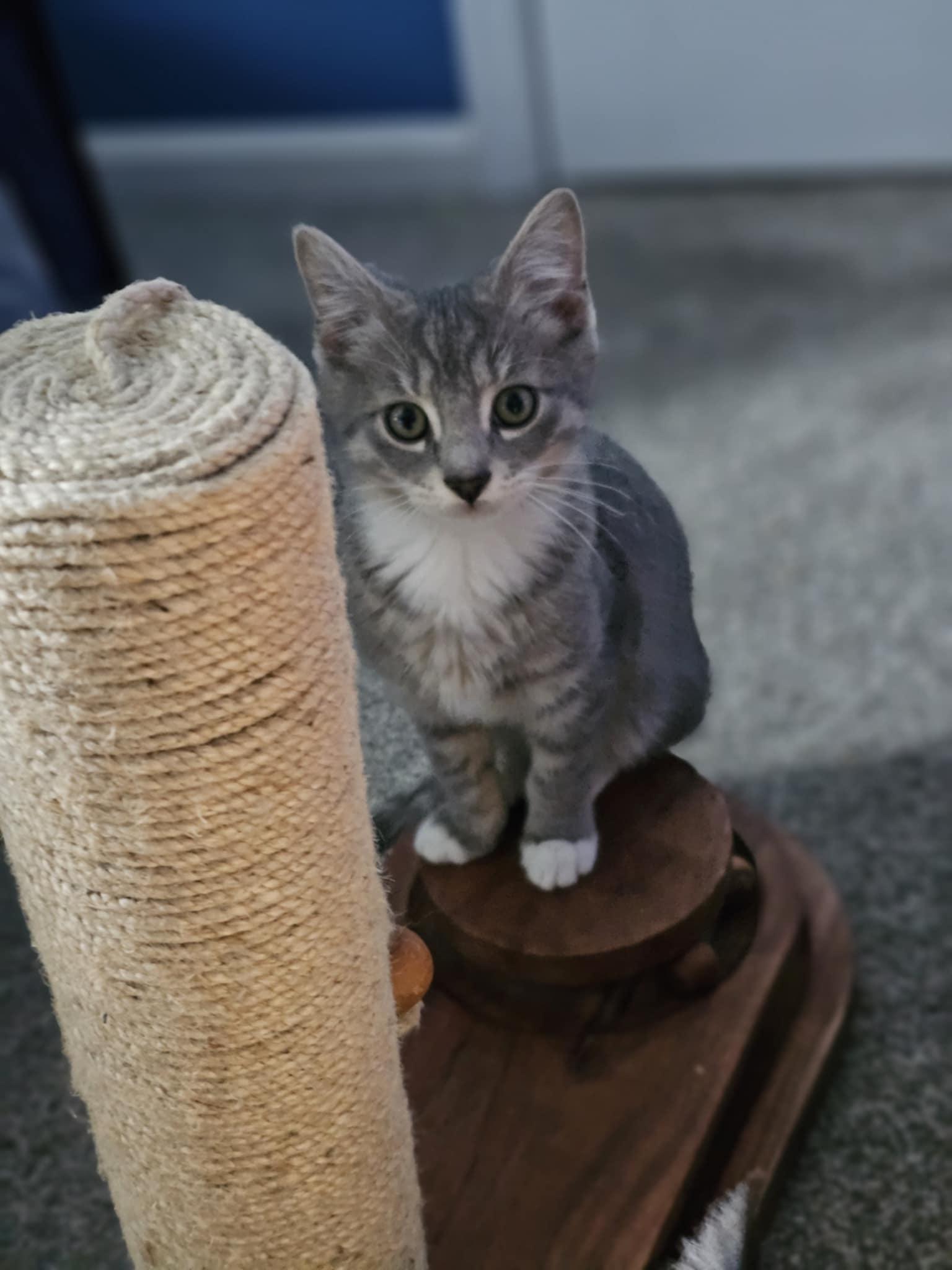 Enlarge Fezzik, a Adoptable Domestic Short Hair in Baltimore, MD image 1/3