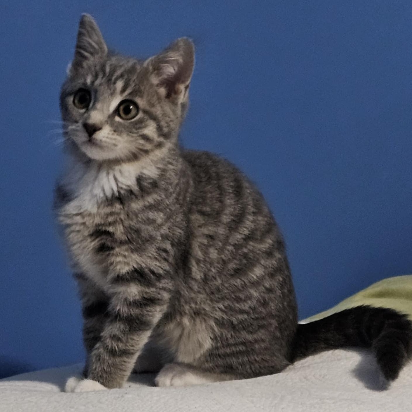 Fezzik, Adoptable, Kitten Female Domestic Short Hair.