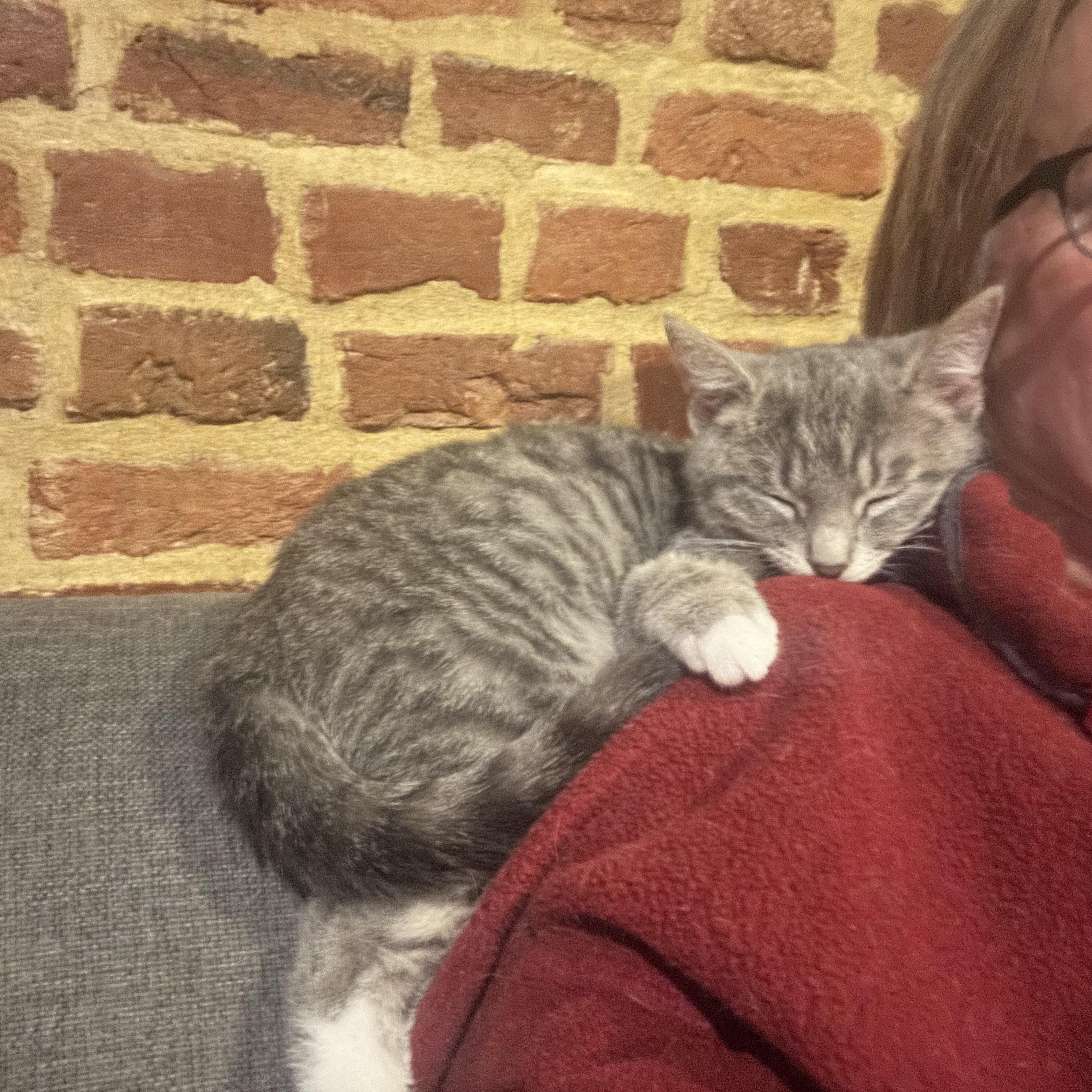 Enlarge Fezzik, a Adoptable Domestic Short Hair in Baltimore, MD image 5/6