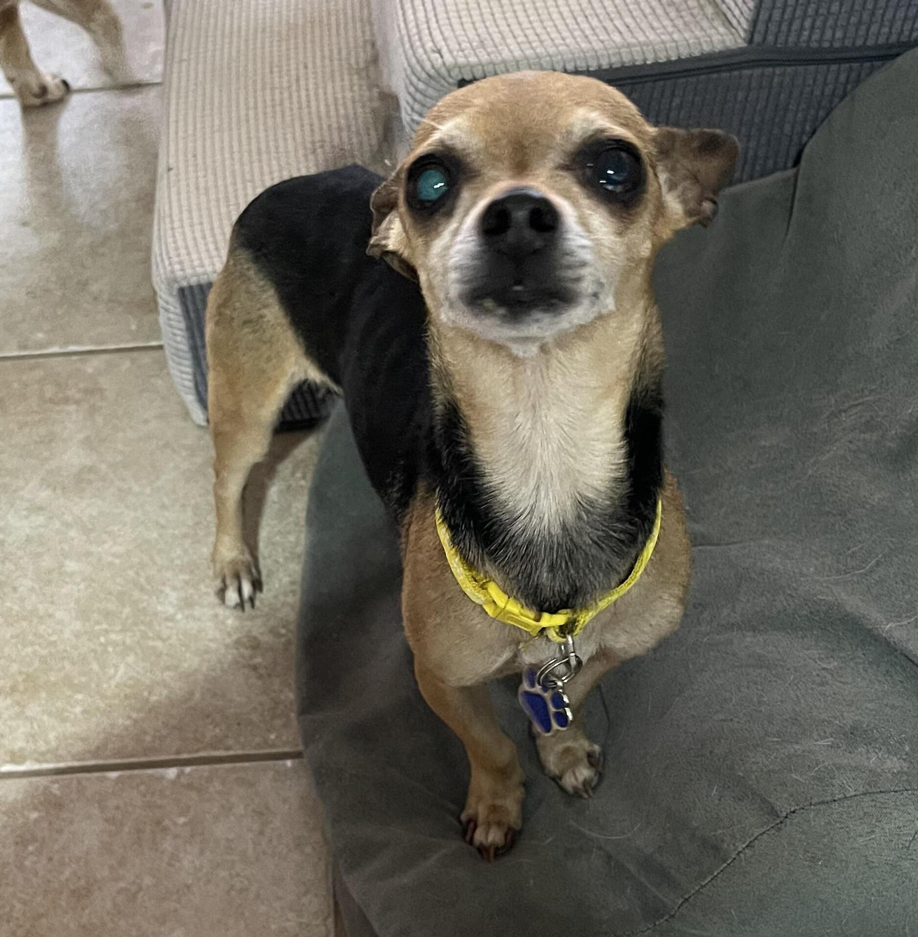 Enlarge Sacajawea, a ADOPTABLE mixed breed in Albuquerque, NM image 1/1