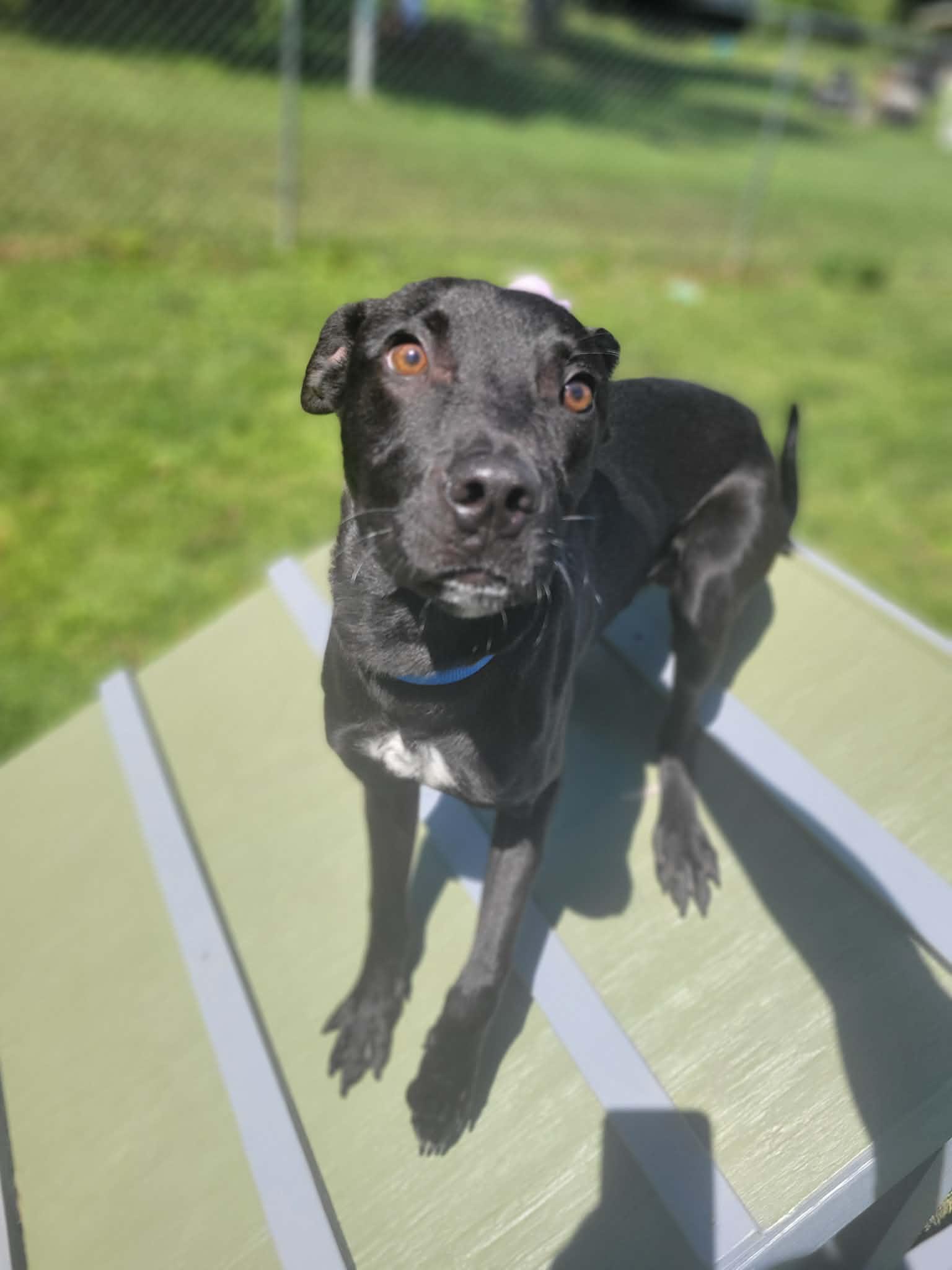 Dobby, Adopted, Young Male Black Labrador Retriever.