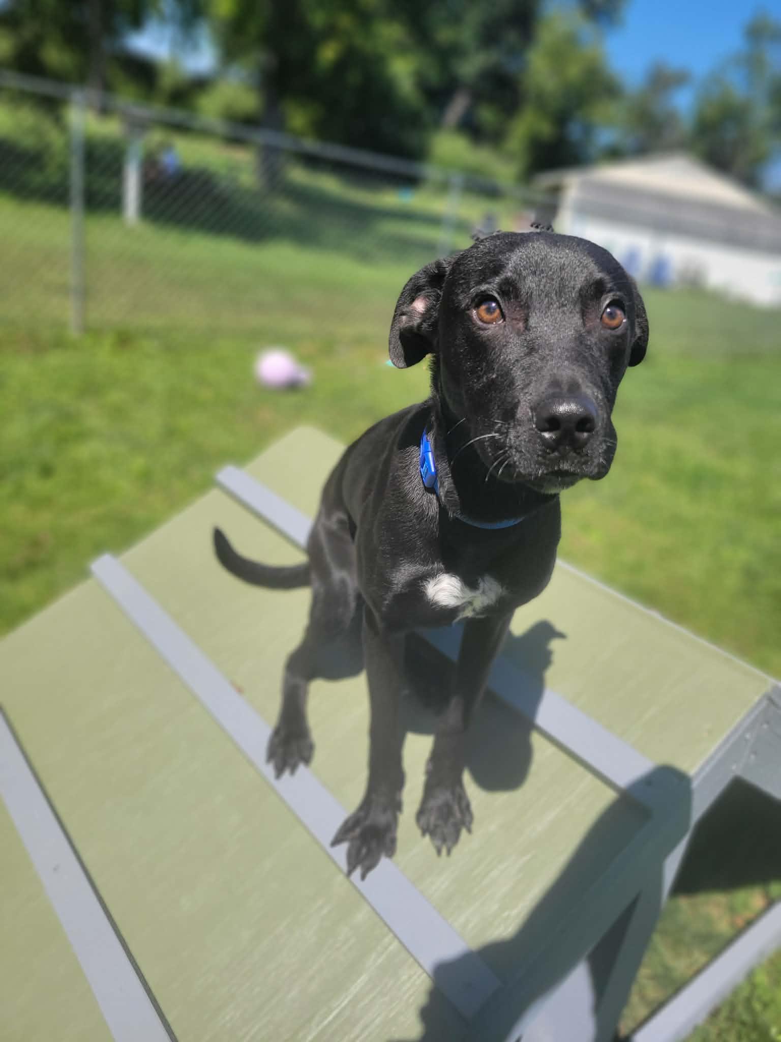Enlarge Dobby, a Adopted mixed breed in Chambersburg, PA image 2/2
